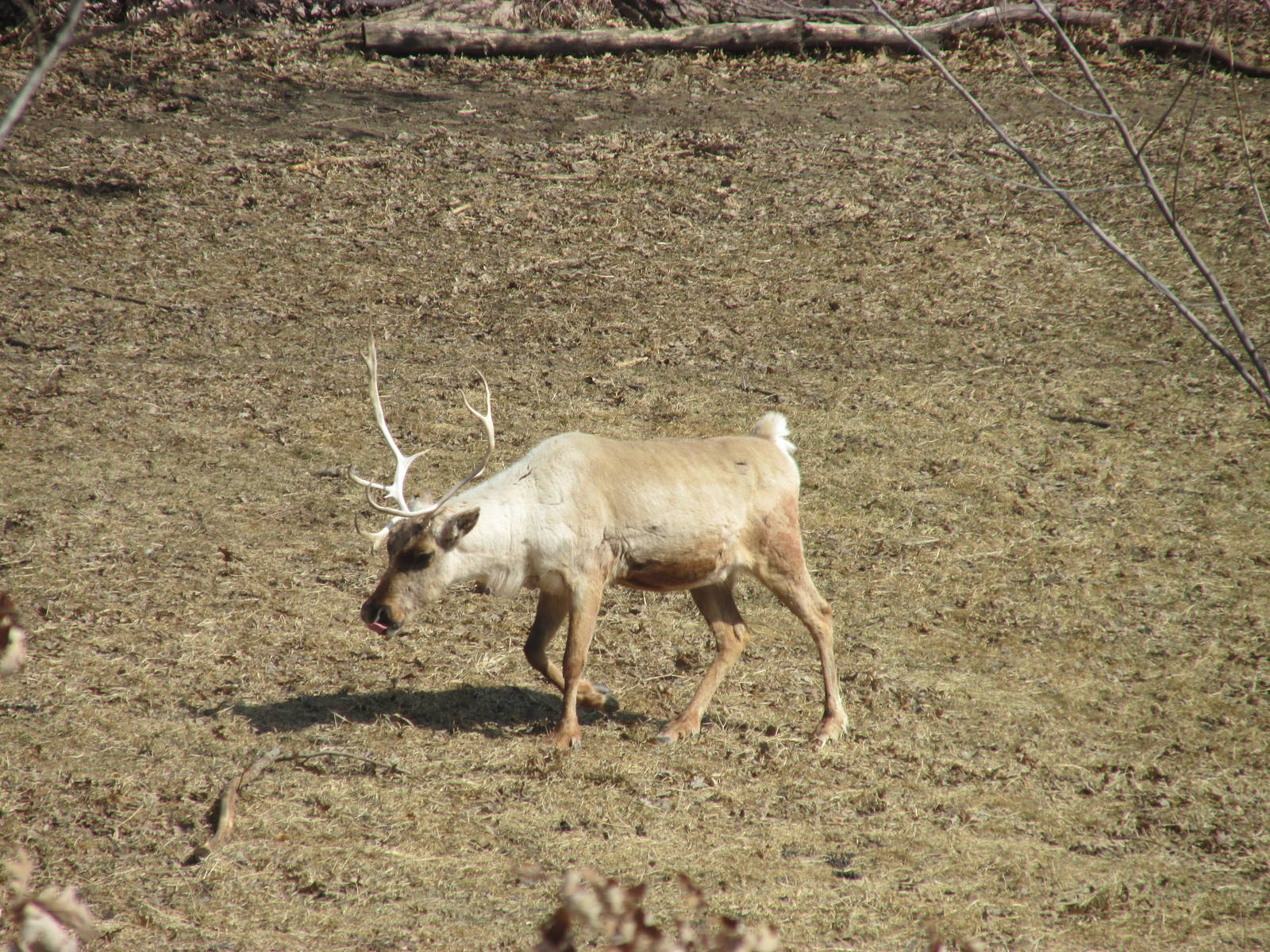 Northern Trail Caribou