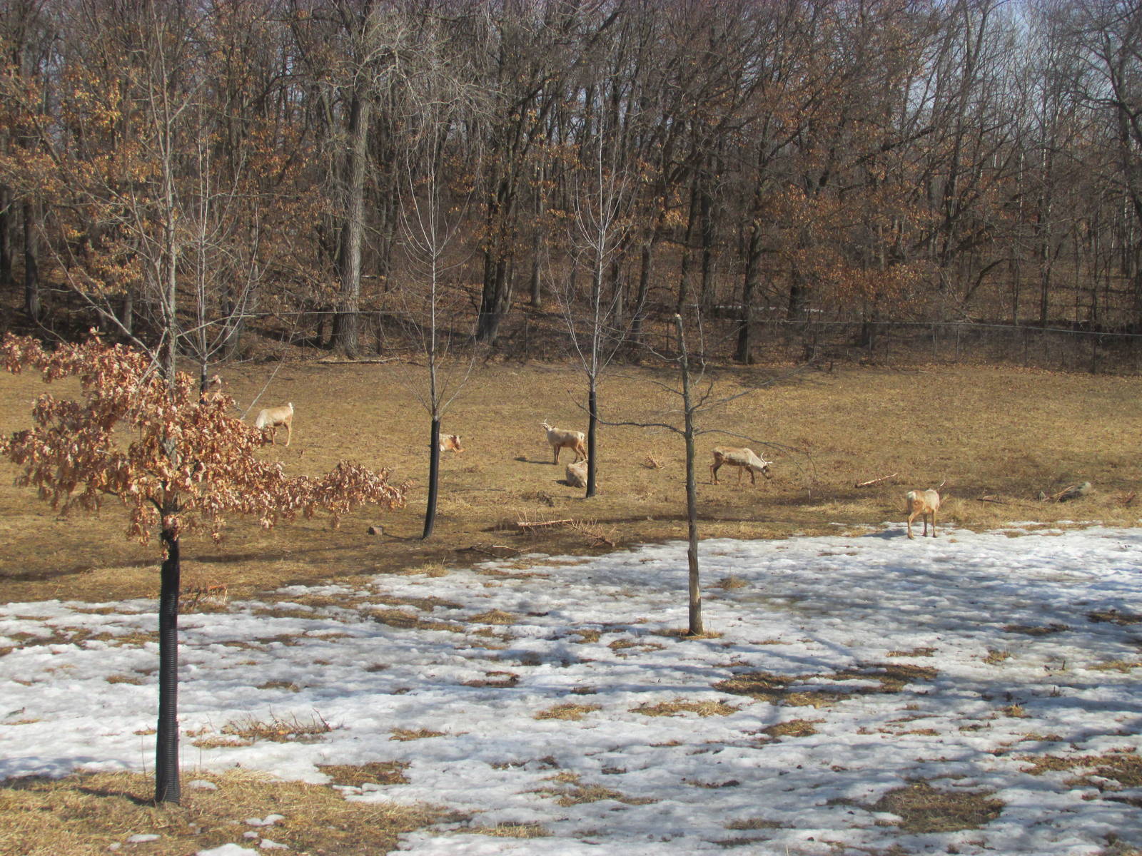 Northern Trail Caribou