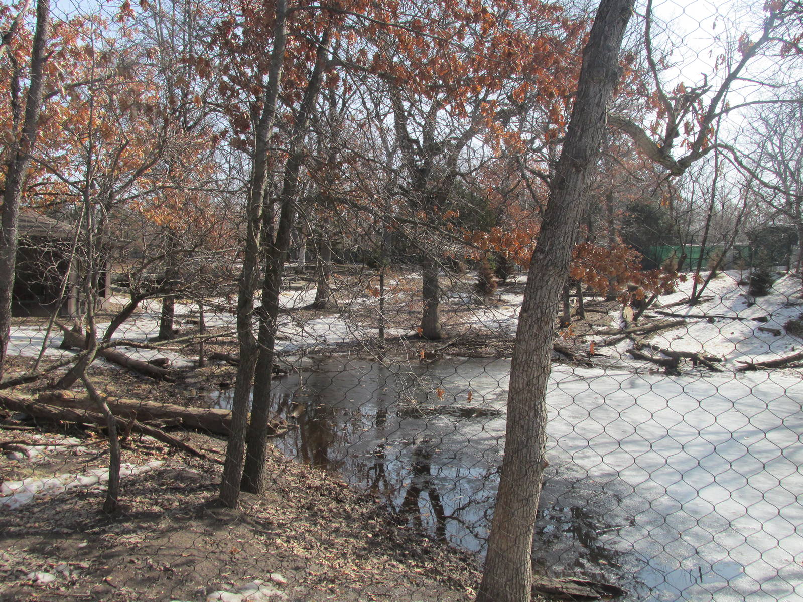Northern Trail Dhole Exhibit