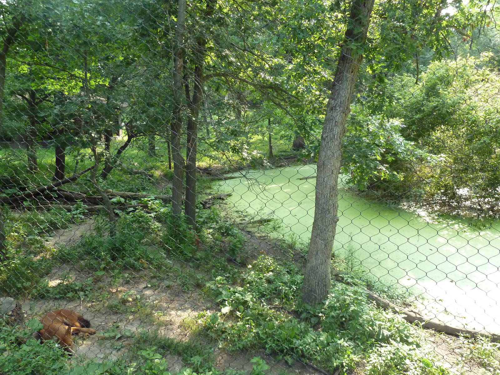 Northern Trail - Dhole Exhibit