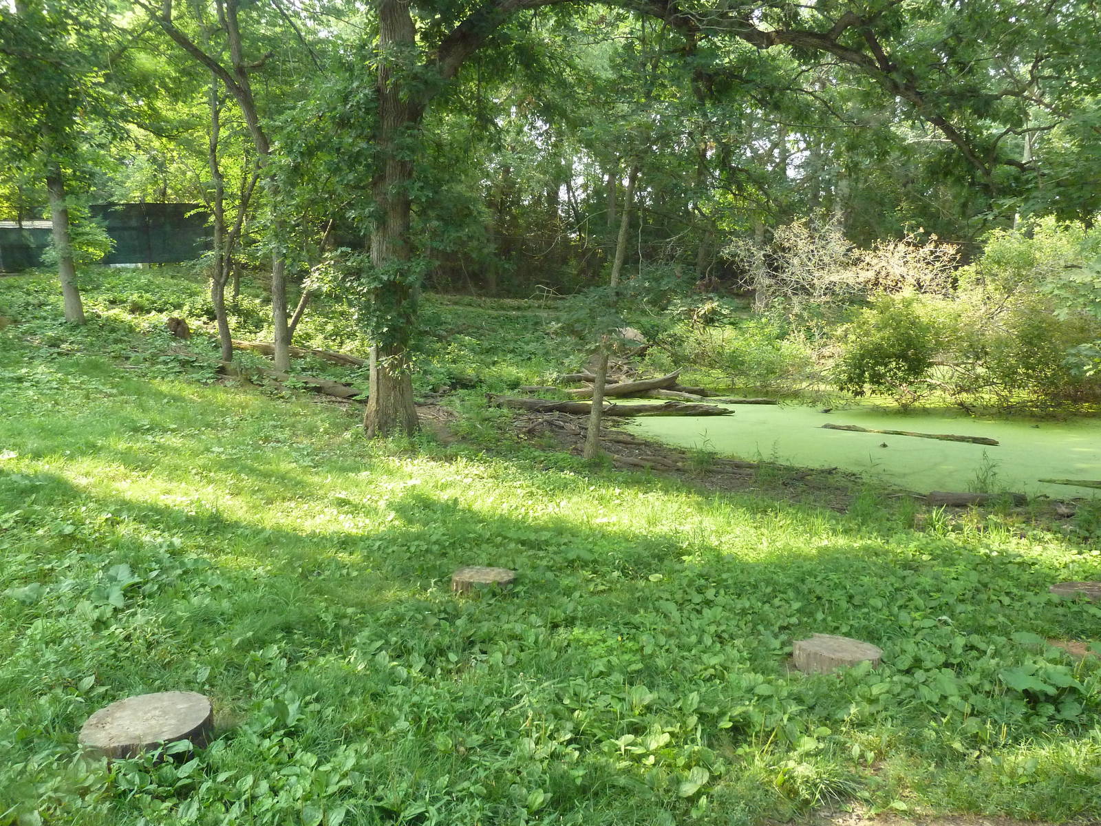 Northern Trail - Dhole Exhibit