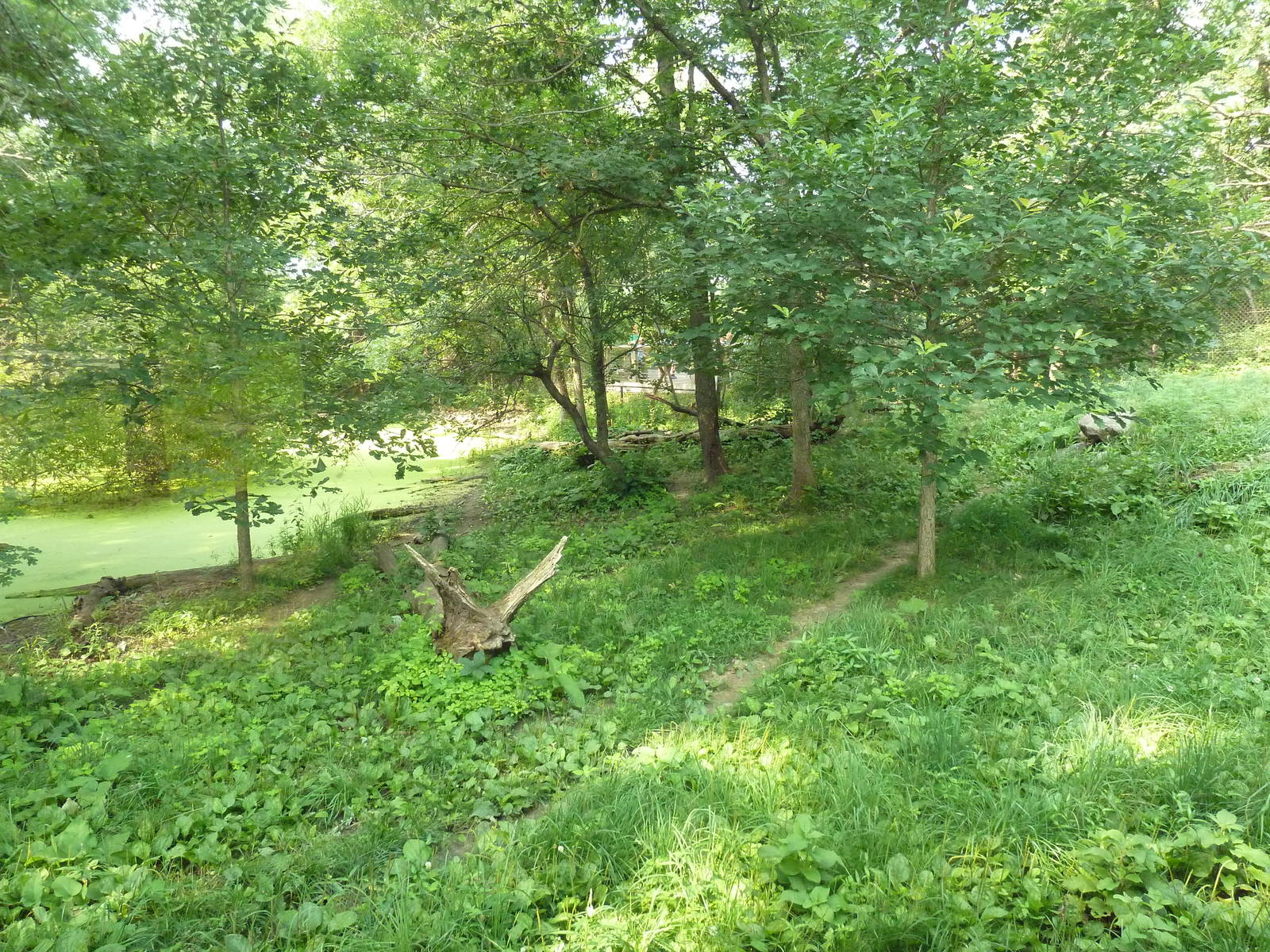 Northern Trail - Dhole Exhibit