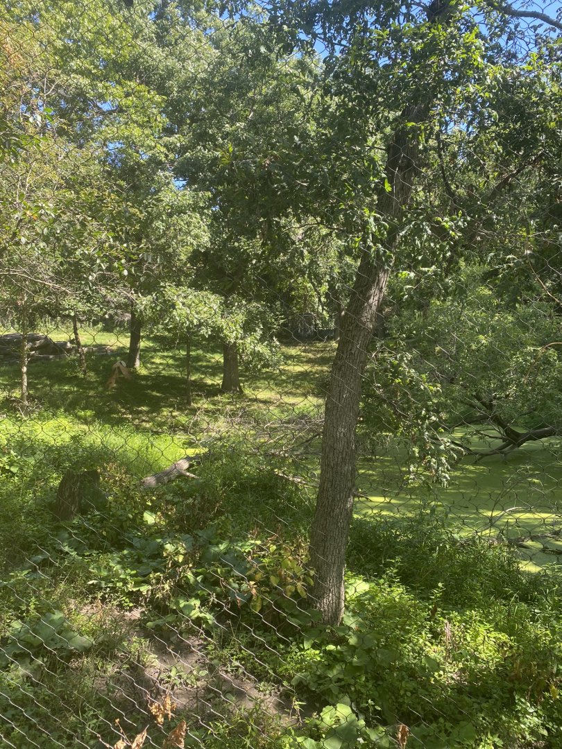 Northern trail- dhole exhibit