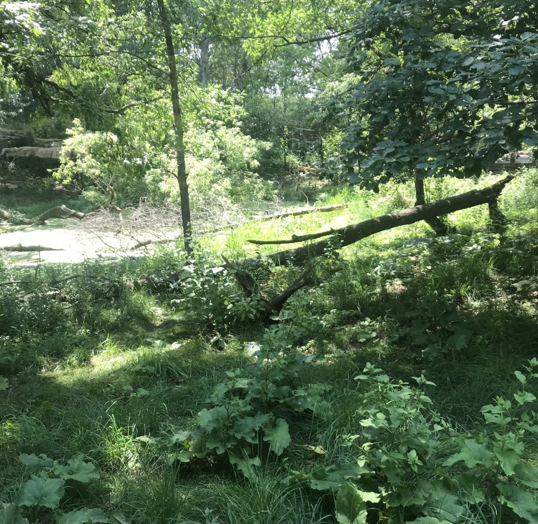 Northern trail- dhole exhibit