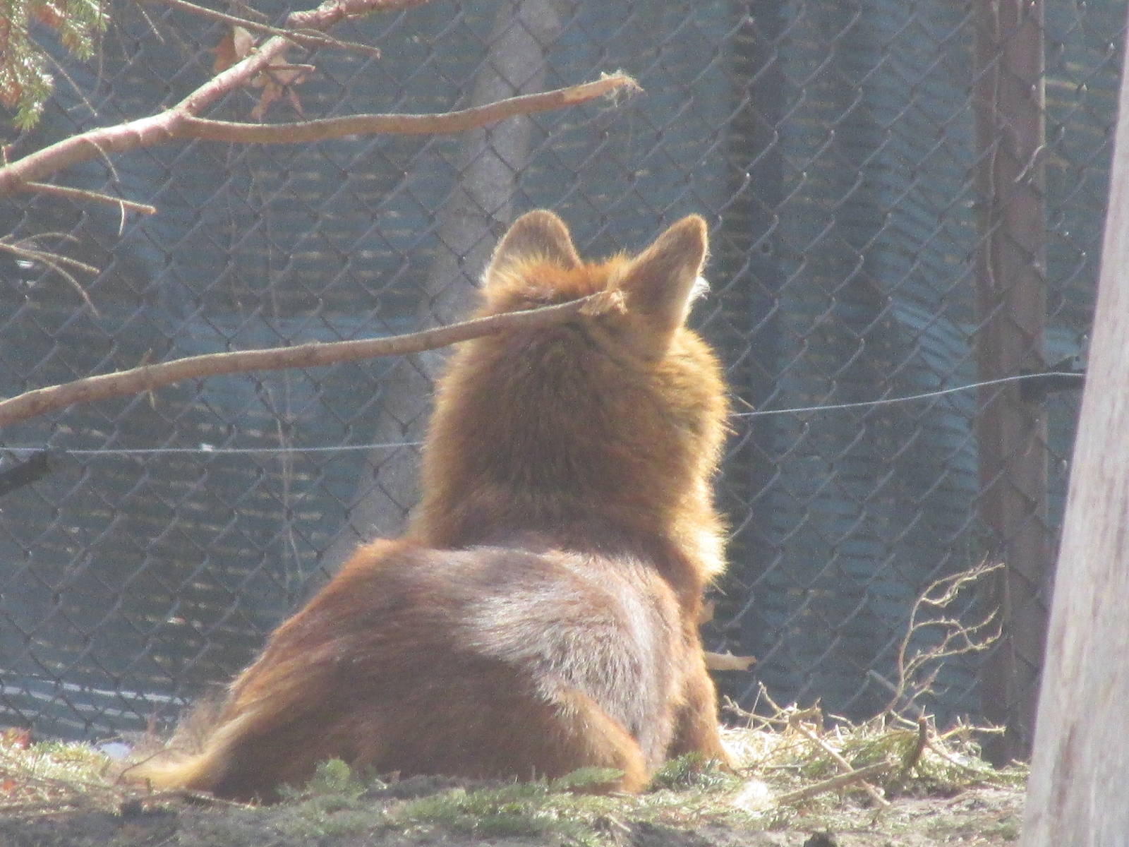 Northern Trail Dhole