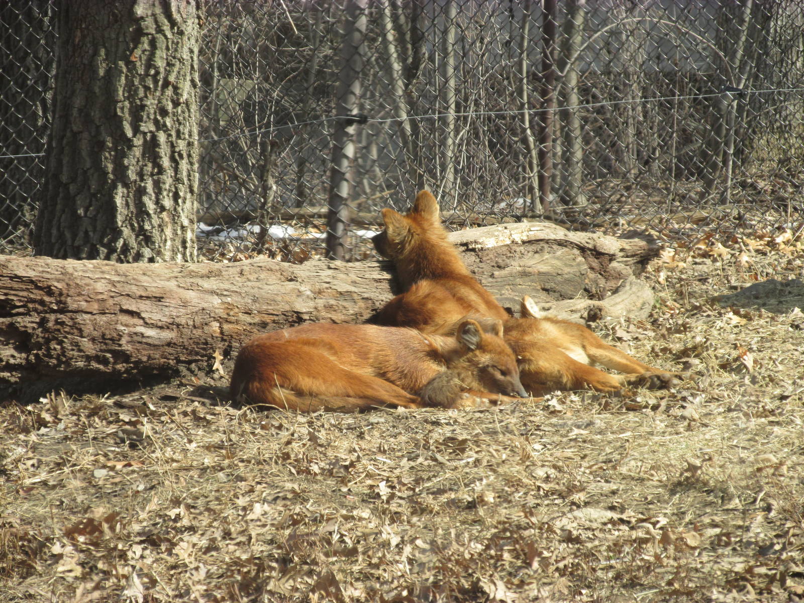 Northern Trail Dhole