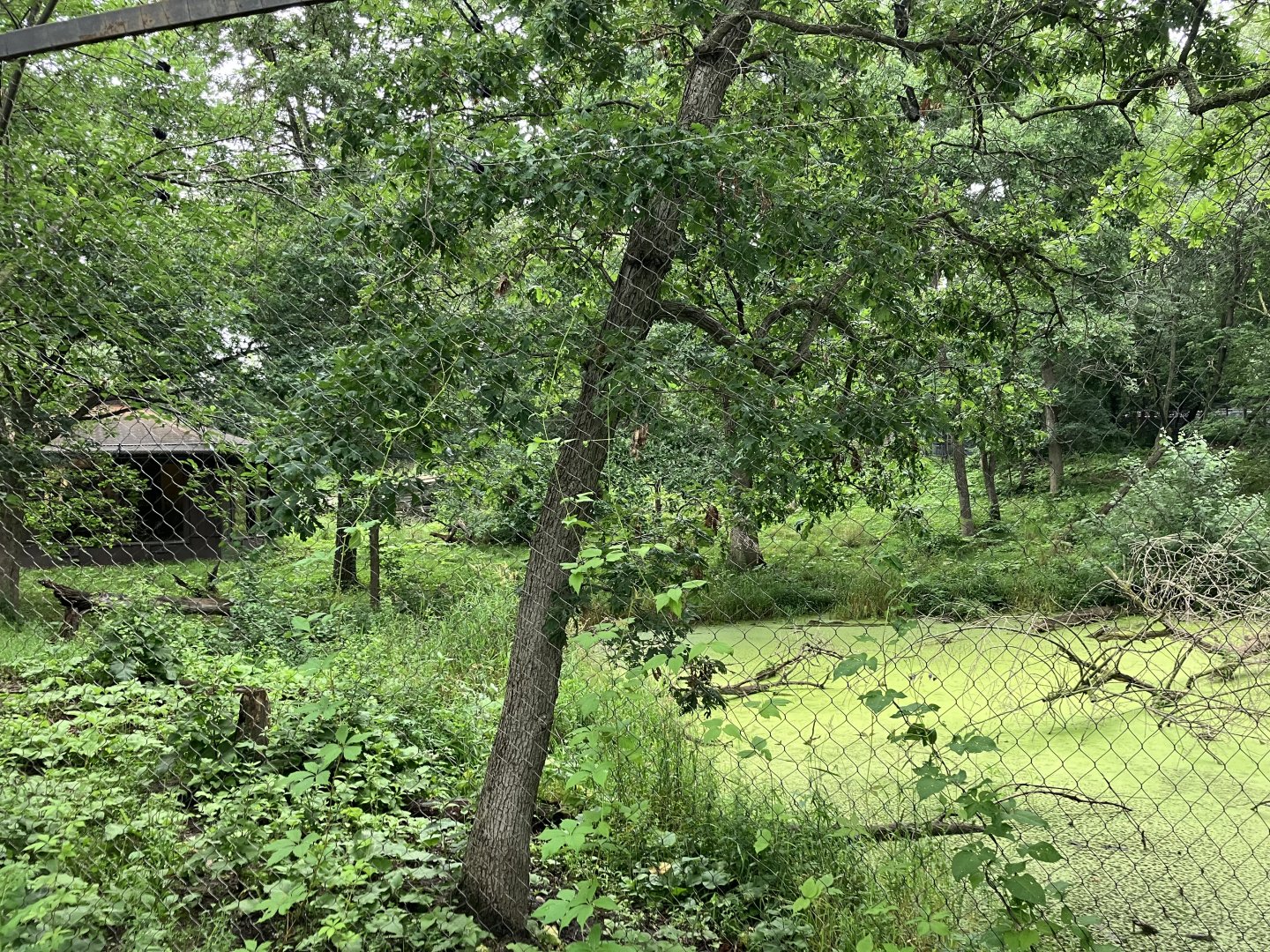 Northern Trail - Former Dhole Exhibit