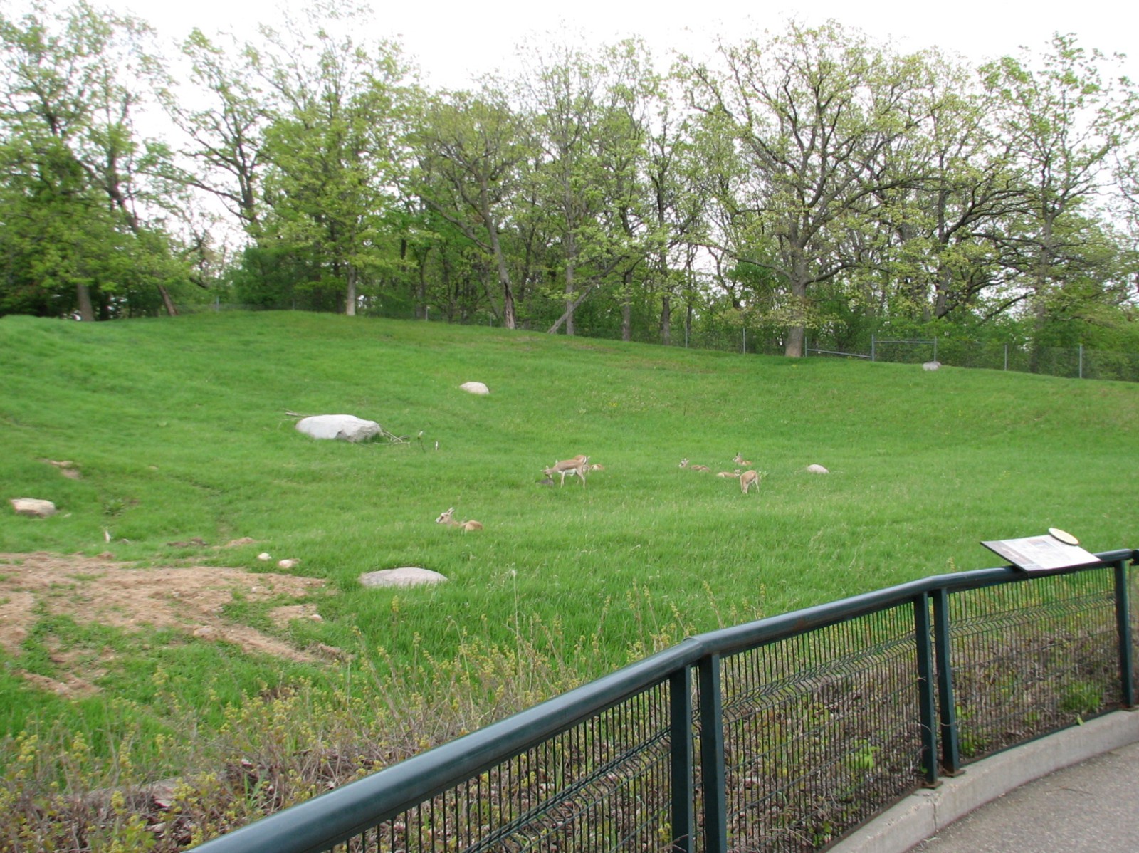 Northern Trail - Goitered Gazelle Exhibit