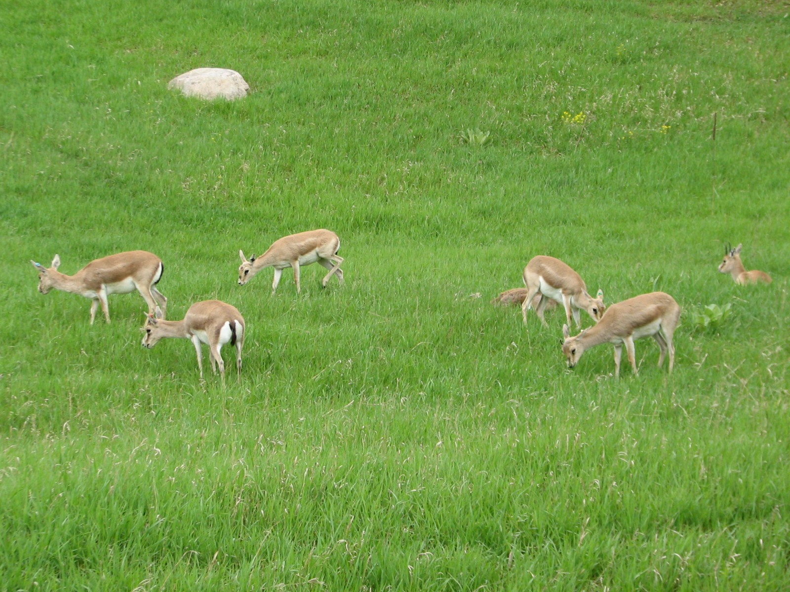 Northern Trail - Goitered Gazelle Exhibit