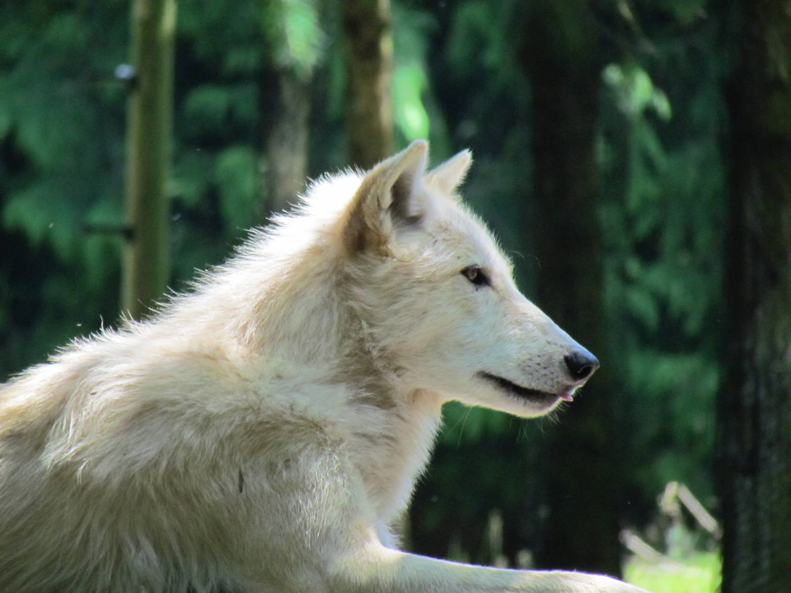 Northern Trail - Gray Wolf