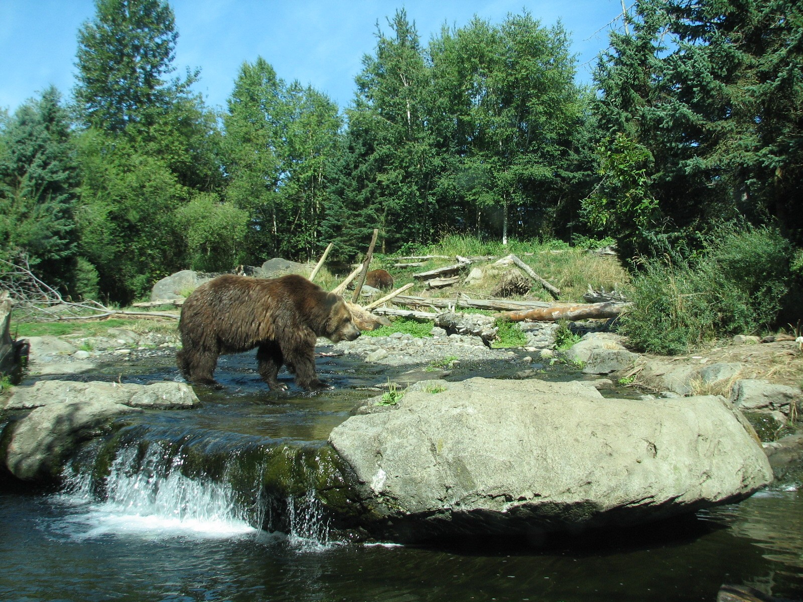 Northern Trail - Grizzly Bear Exhibit