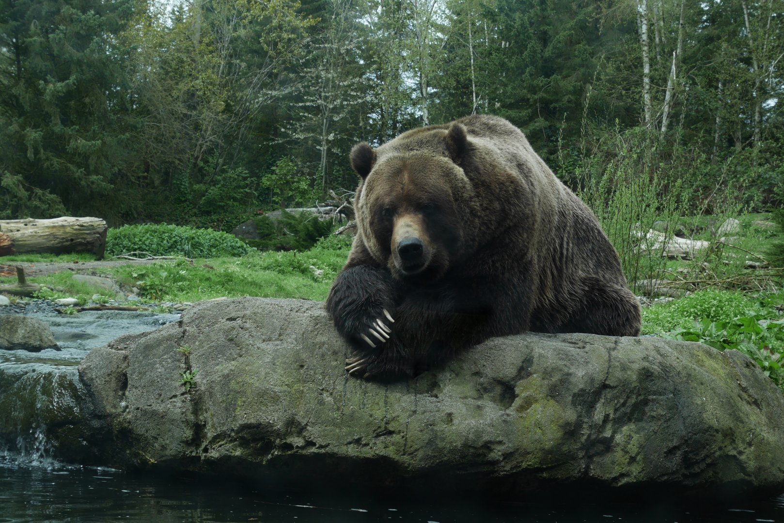Northern Trail Grizzly Bear - My First US Zoo Trip