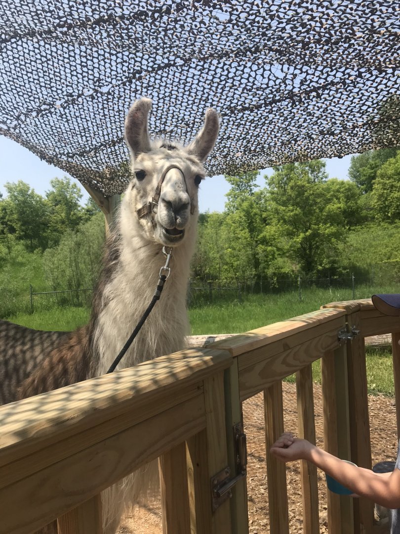 Northern trail- llama