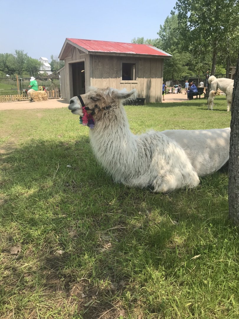 Northern trail- llama