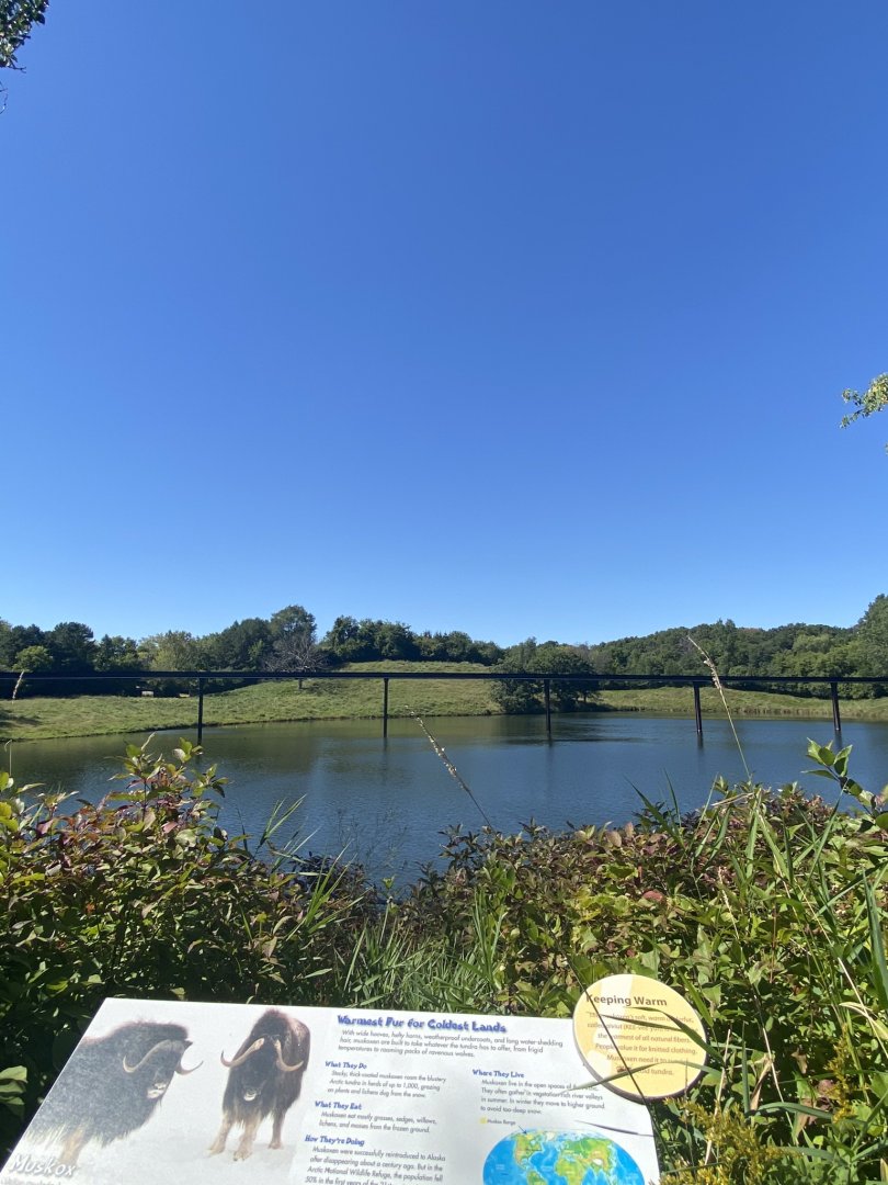 Northern trail- massive musk oxen exhibit