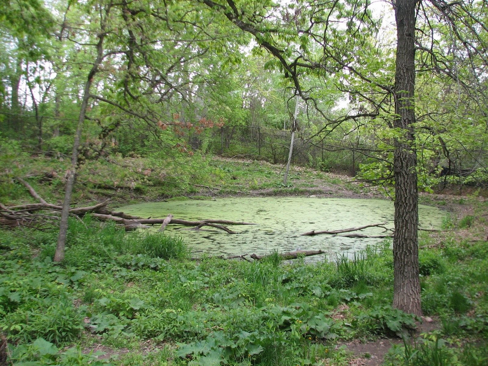 Northern Trail - Mexican Wolf Exhibit