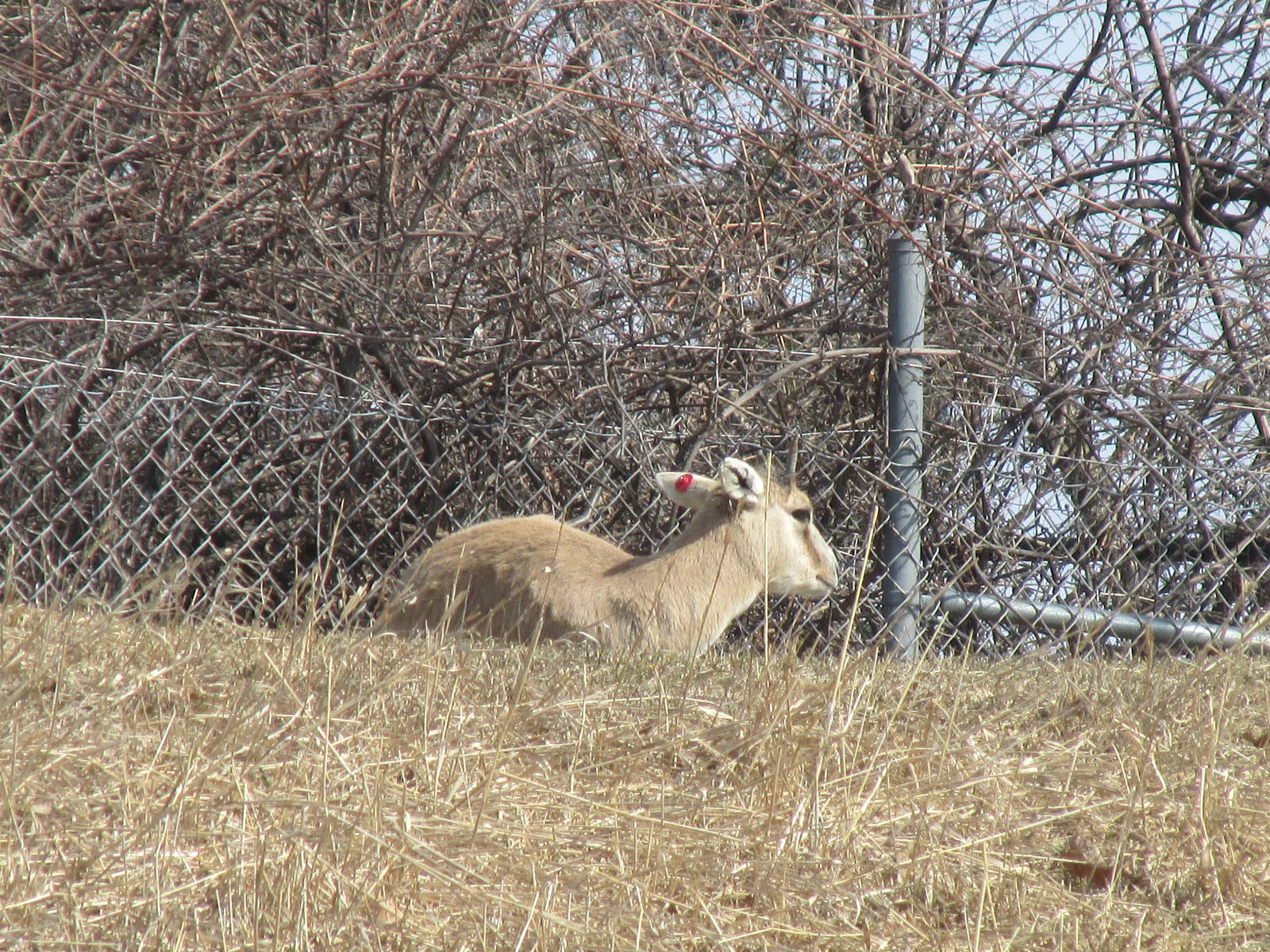 Northern Trail Mongolian Gazelle