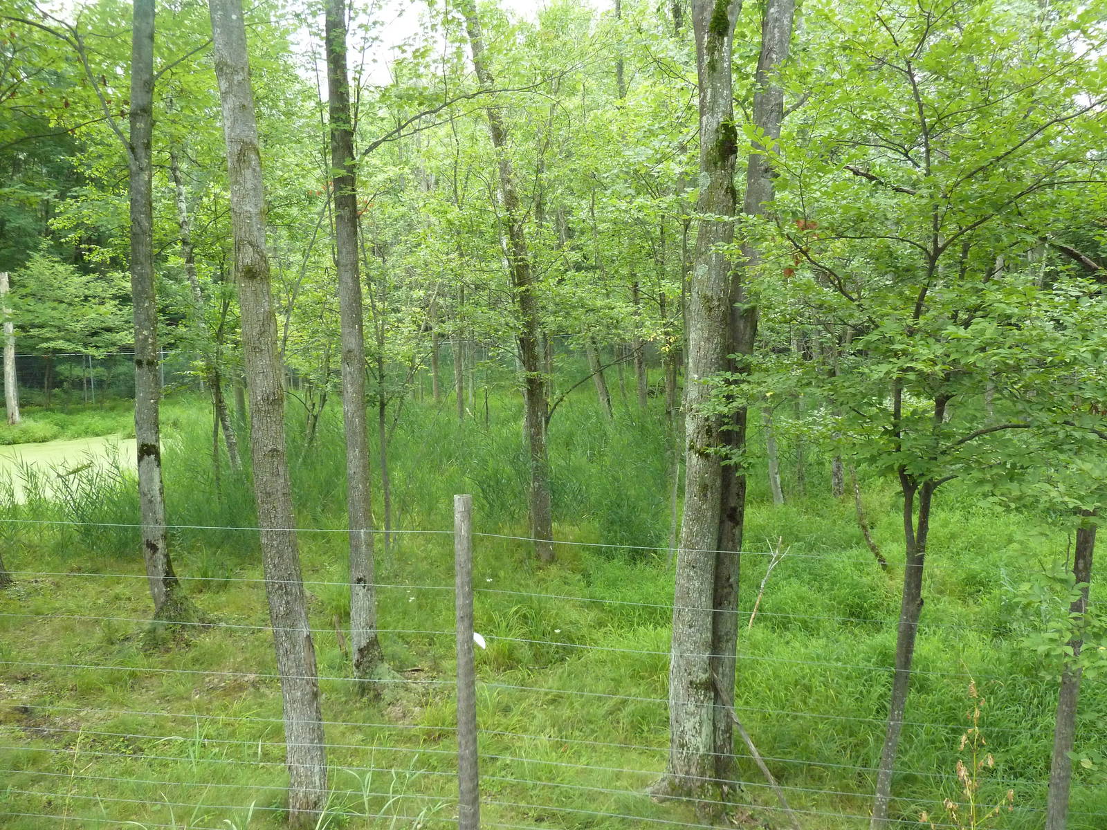 Northern Trail - Moose Exhibit (1 of 3 Moose yards)
