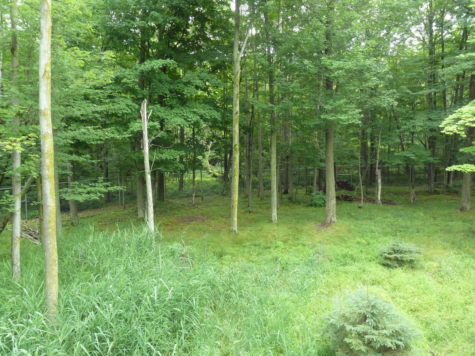 Northern Trail - Moose Exhibit (1 of 3 Moose yards)