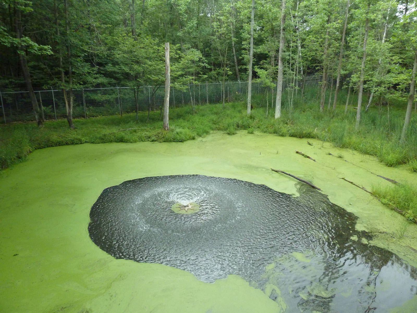 Northern Trail - Moose Exhibit (1 of 3 Moose yards)