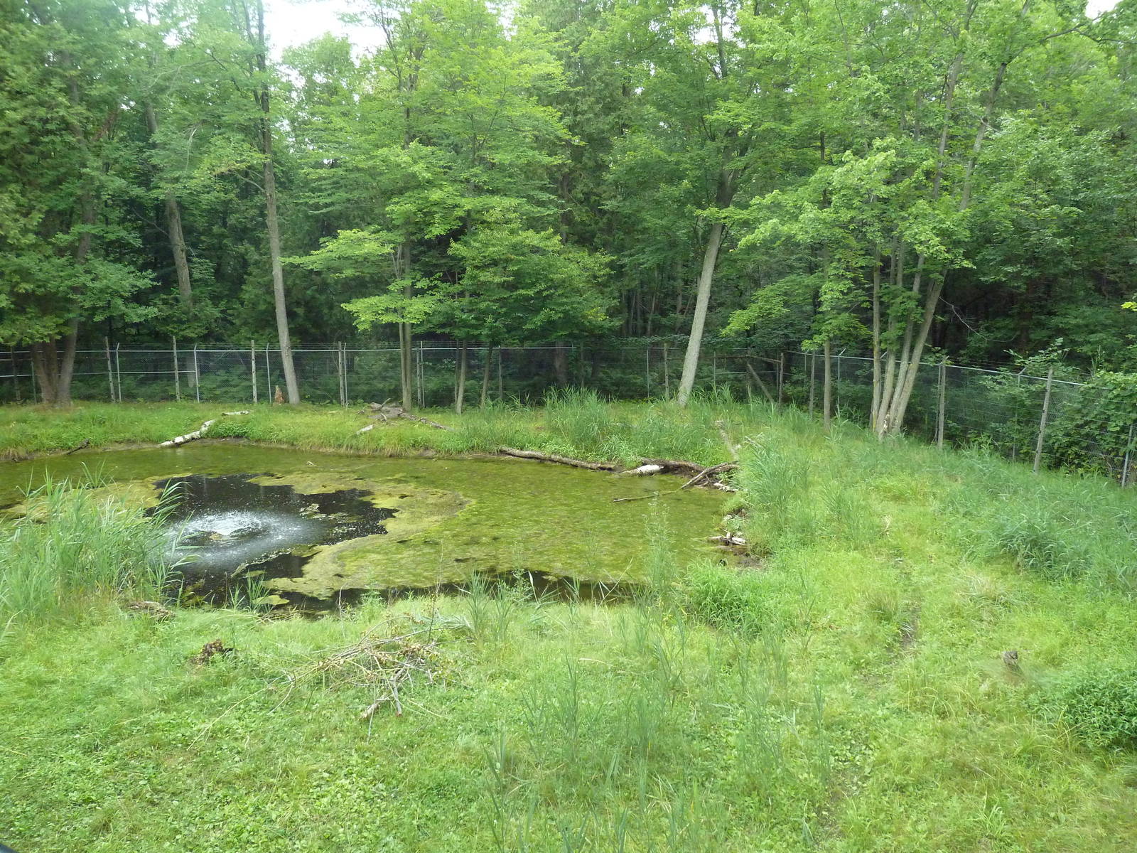 Northern Trail - Moose Exhibit (1 of 3 Moose yards)