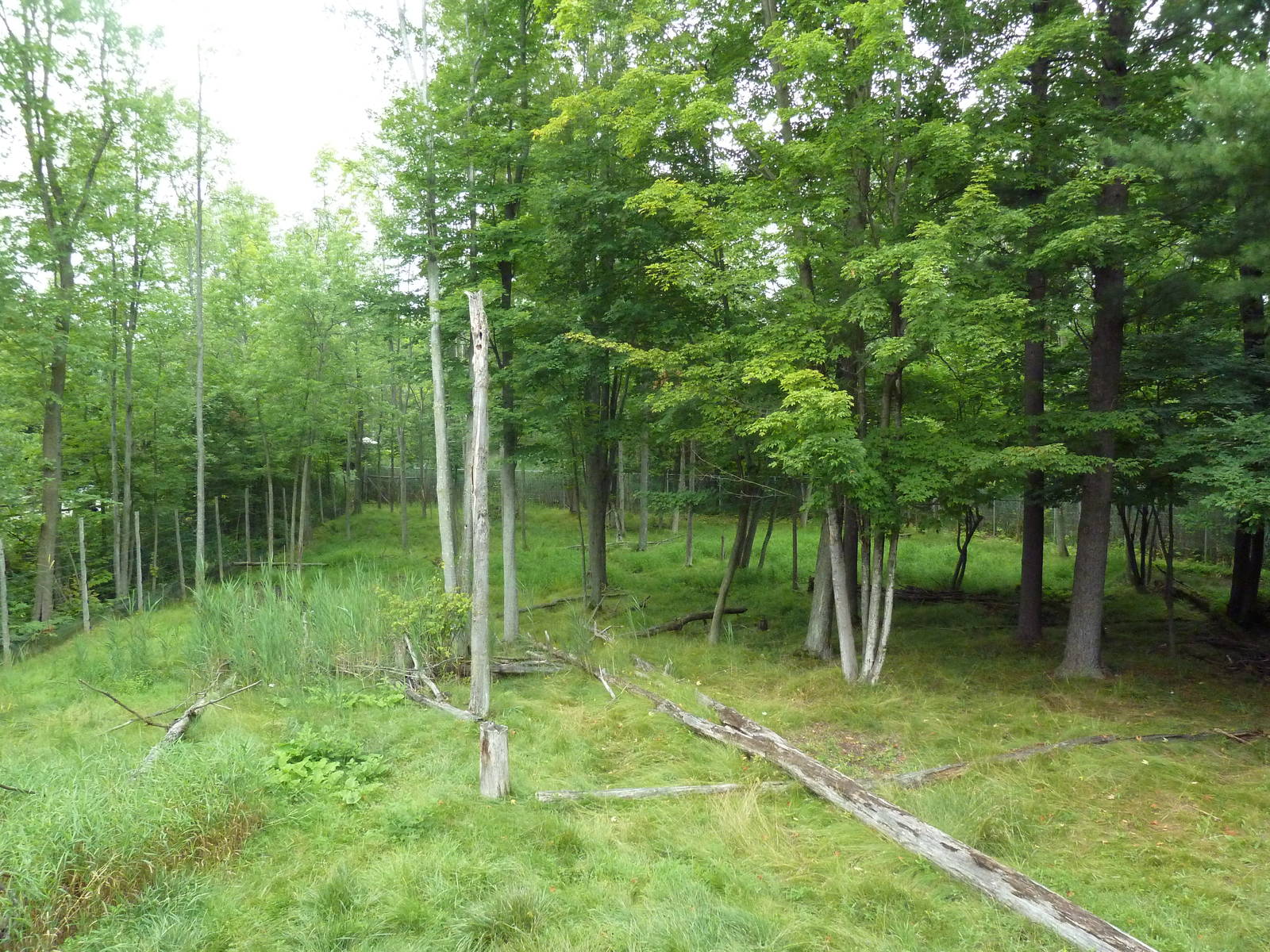 Northern Trail - Moose Exhibit (1 of 3 Moose yards)
