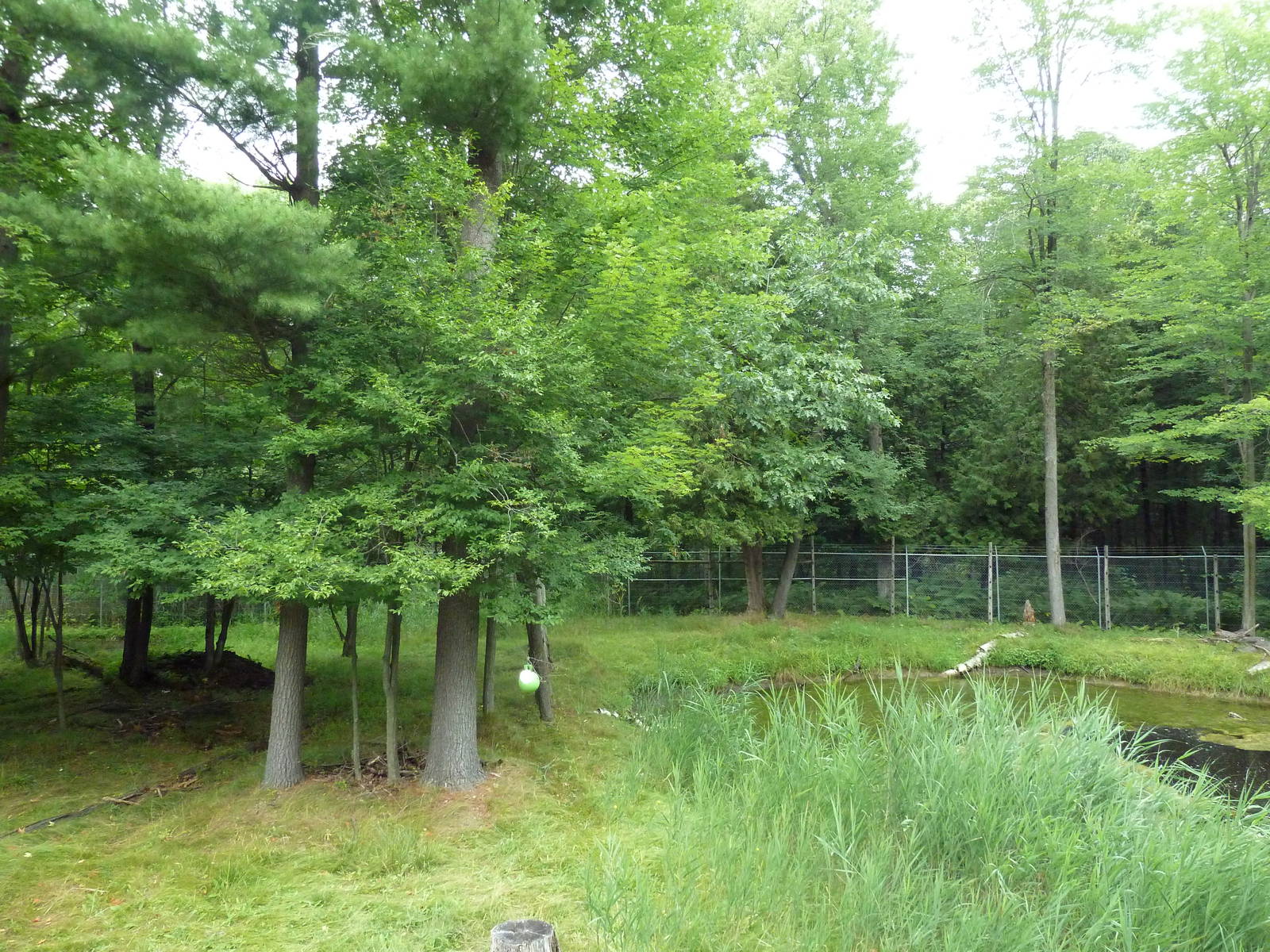 Northern Trail - Moose Exhibit (1 of 3 Moose yards)