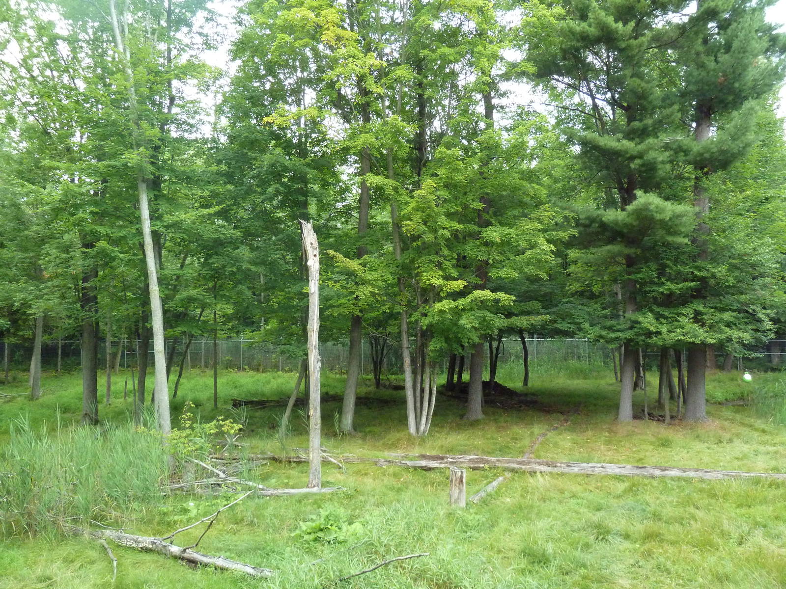 Northern Trail - Moose Exhibit (1 of 3 Moose yards)