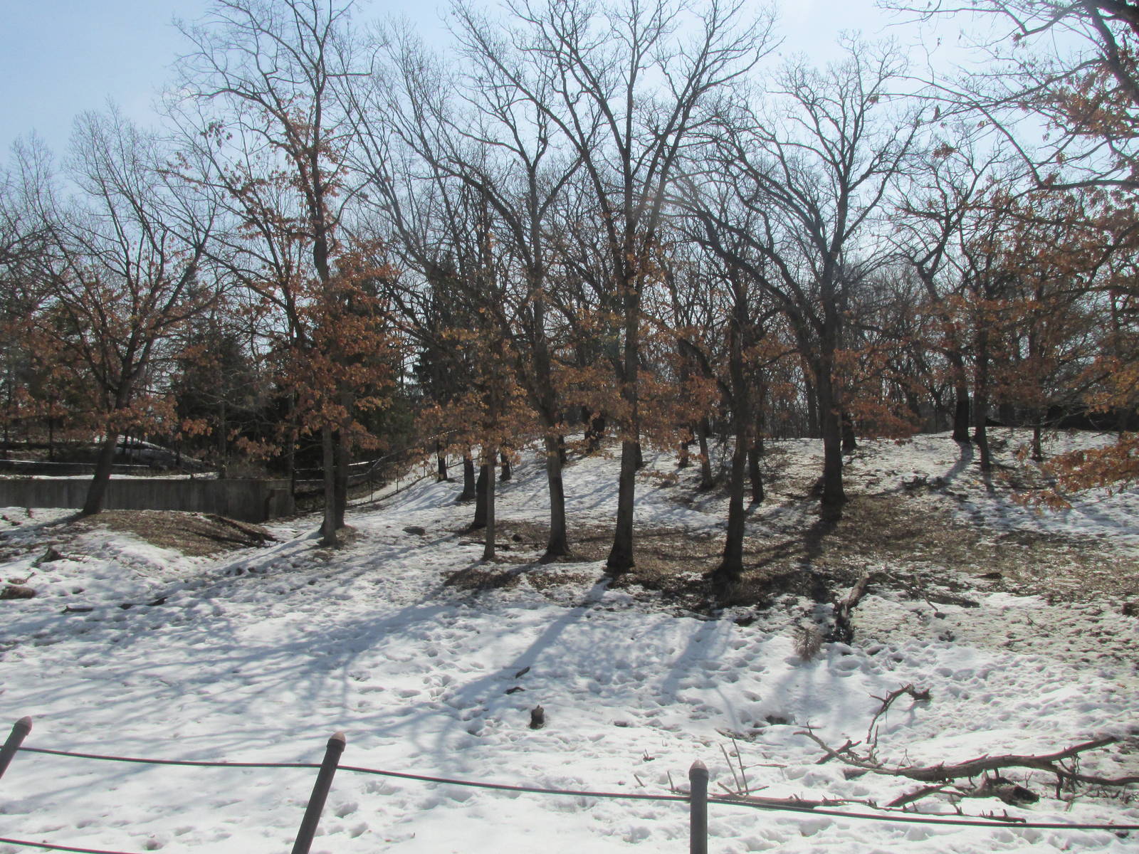 Northern Trail Moose Exhibit