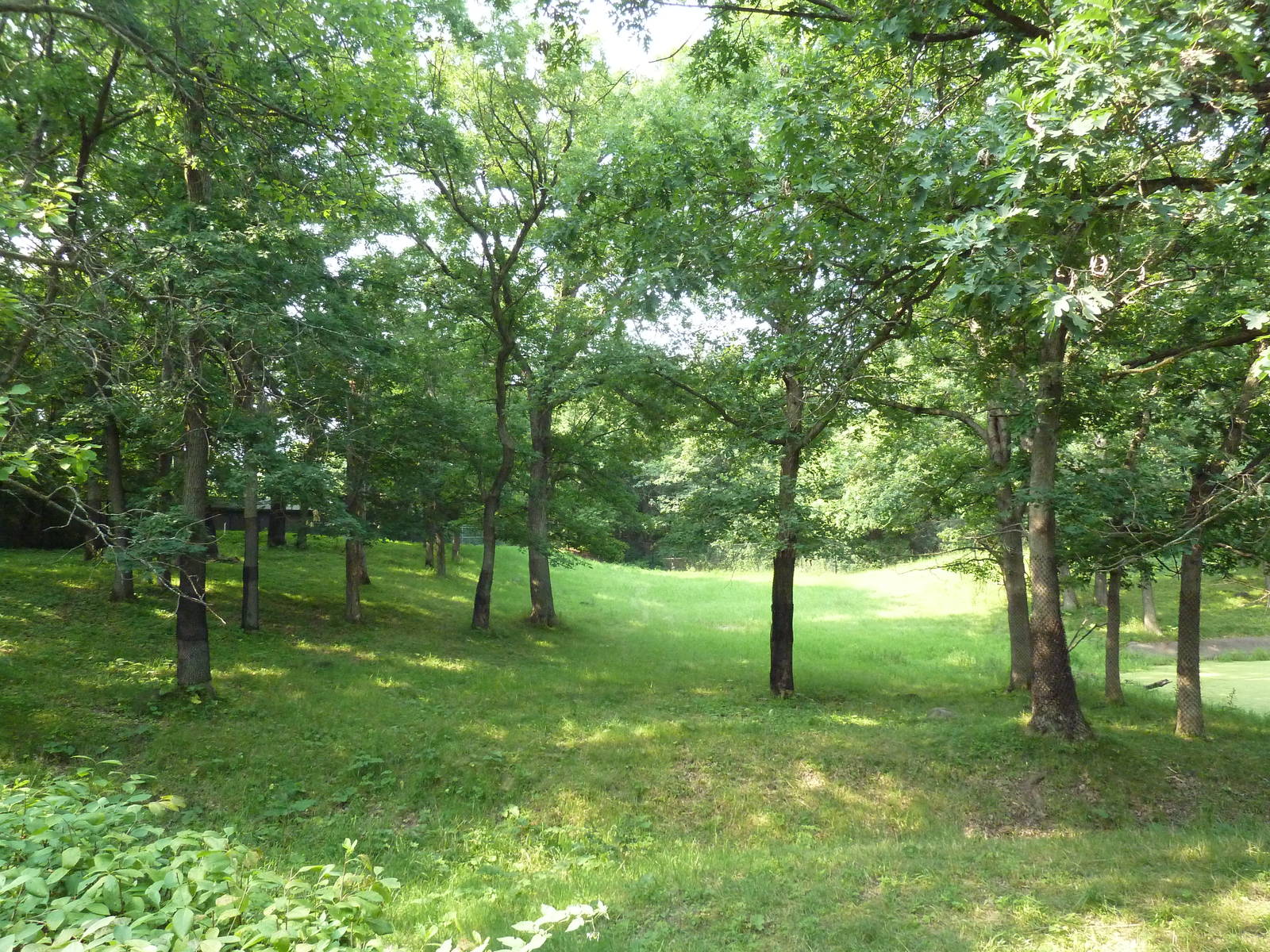Northern Trail - Moose Exhibit