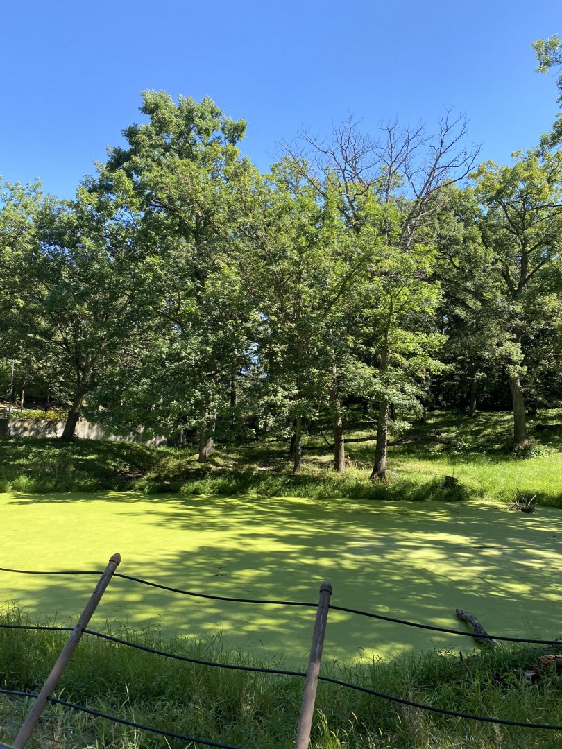 Northern trail- moose exhibit