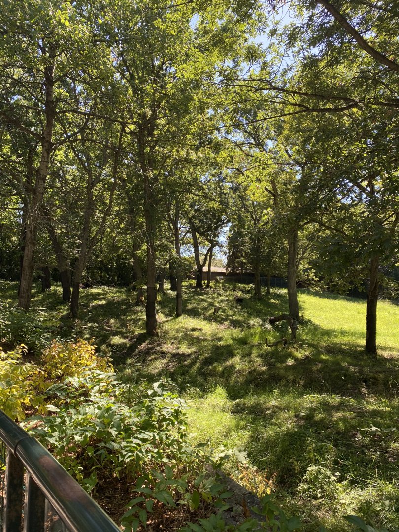 Northern trail- moose exhibit