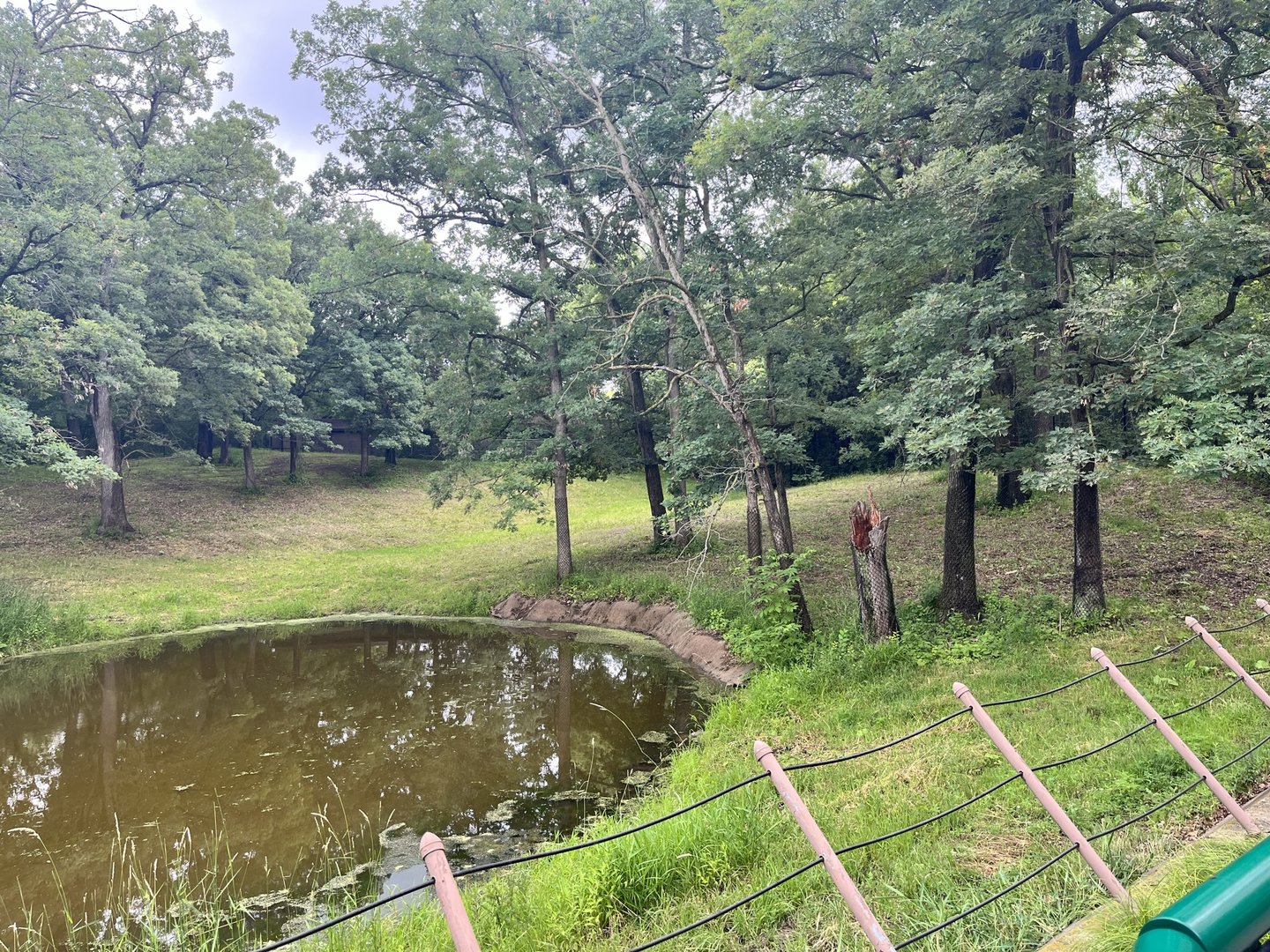Northern Trail - Moose Exhibit