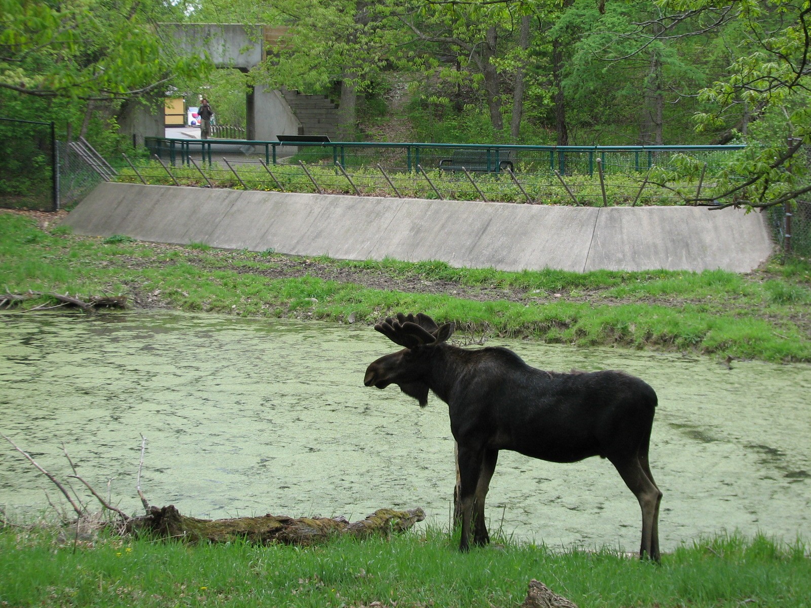 Northern Trail - Moose Exhibit