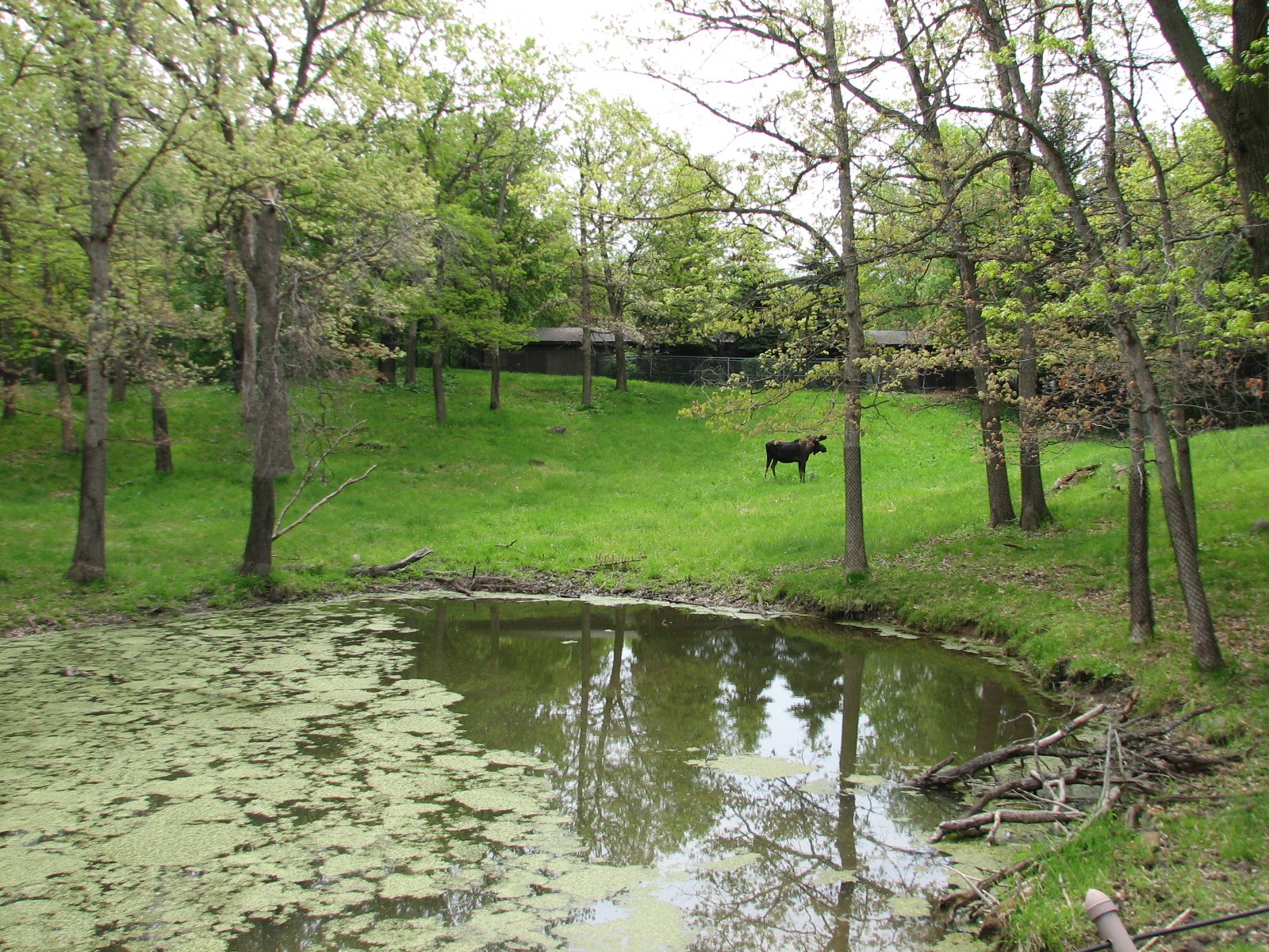 Northern Trail - Moose Exhibit