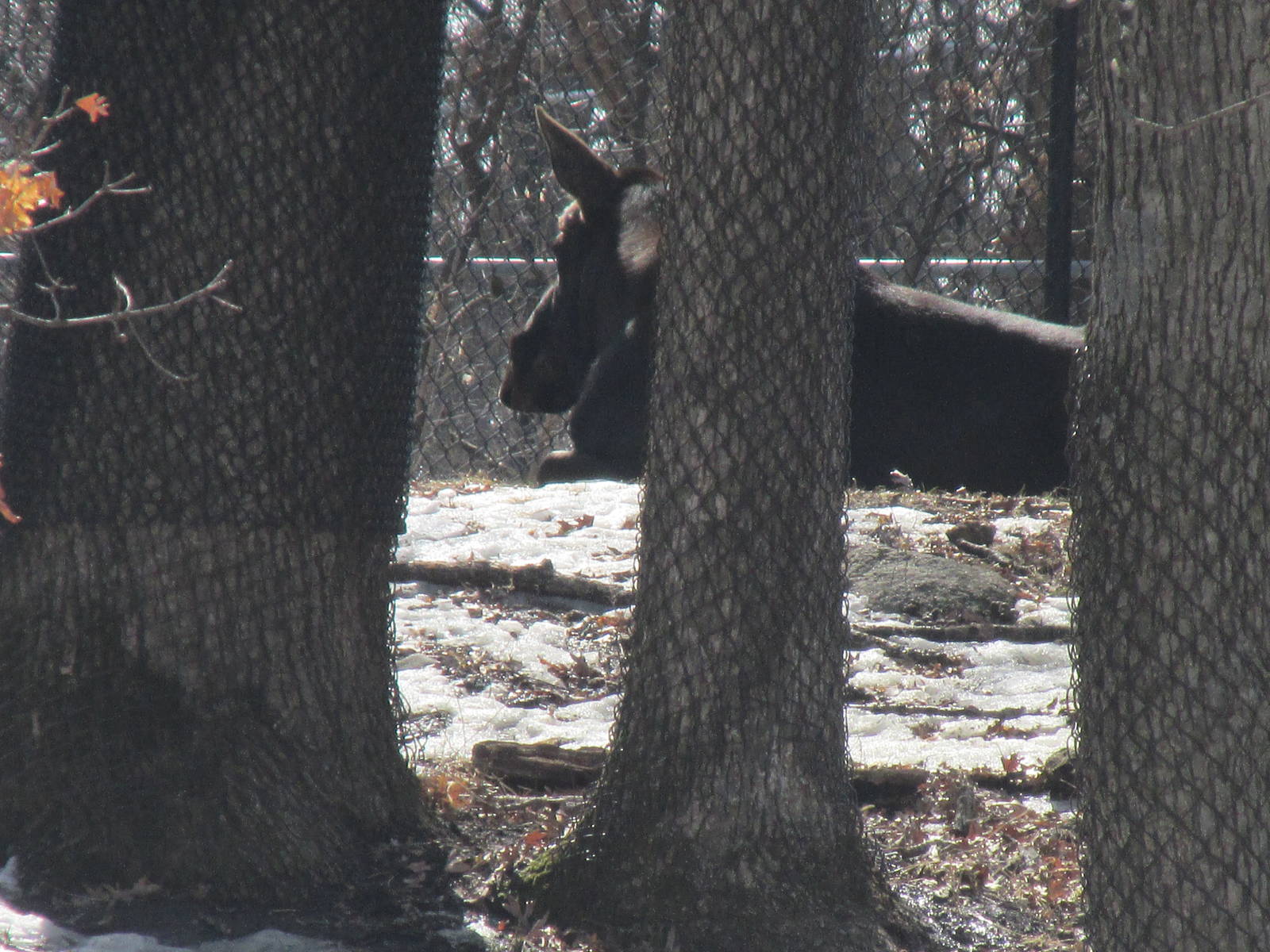 Northern Trail Moose