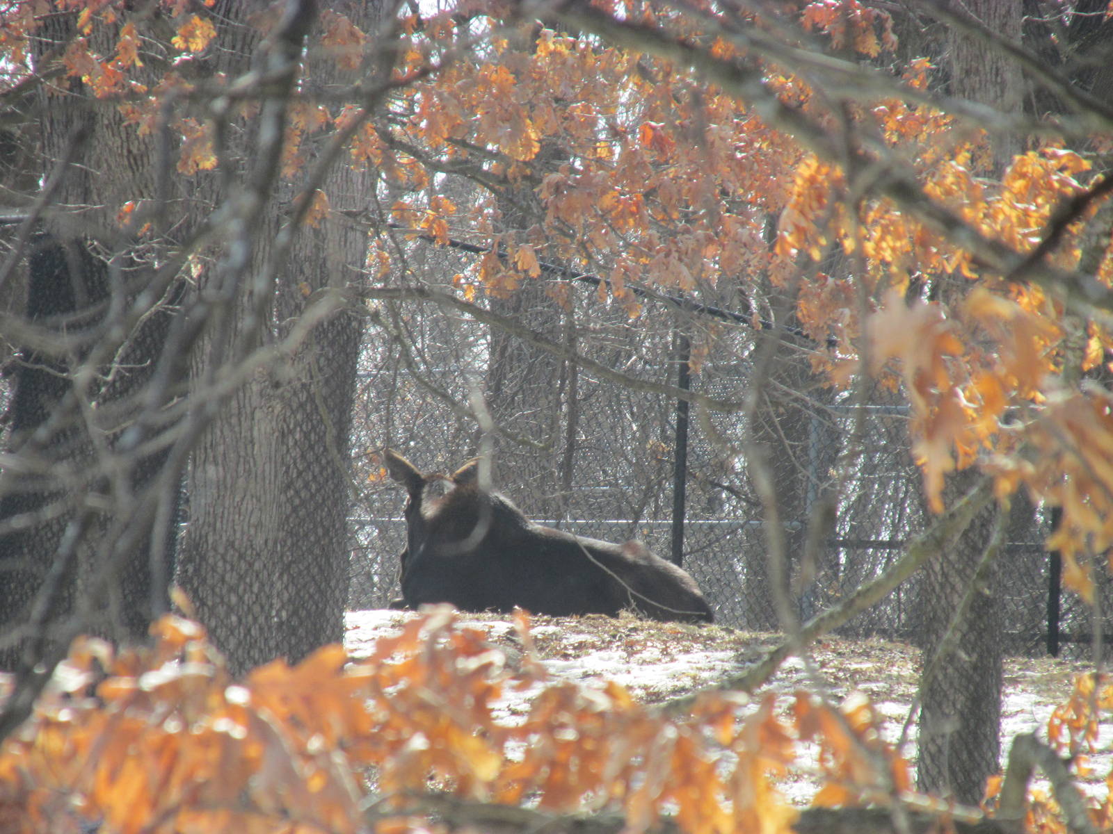Northern Trail Moose