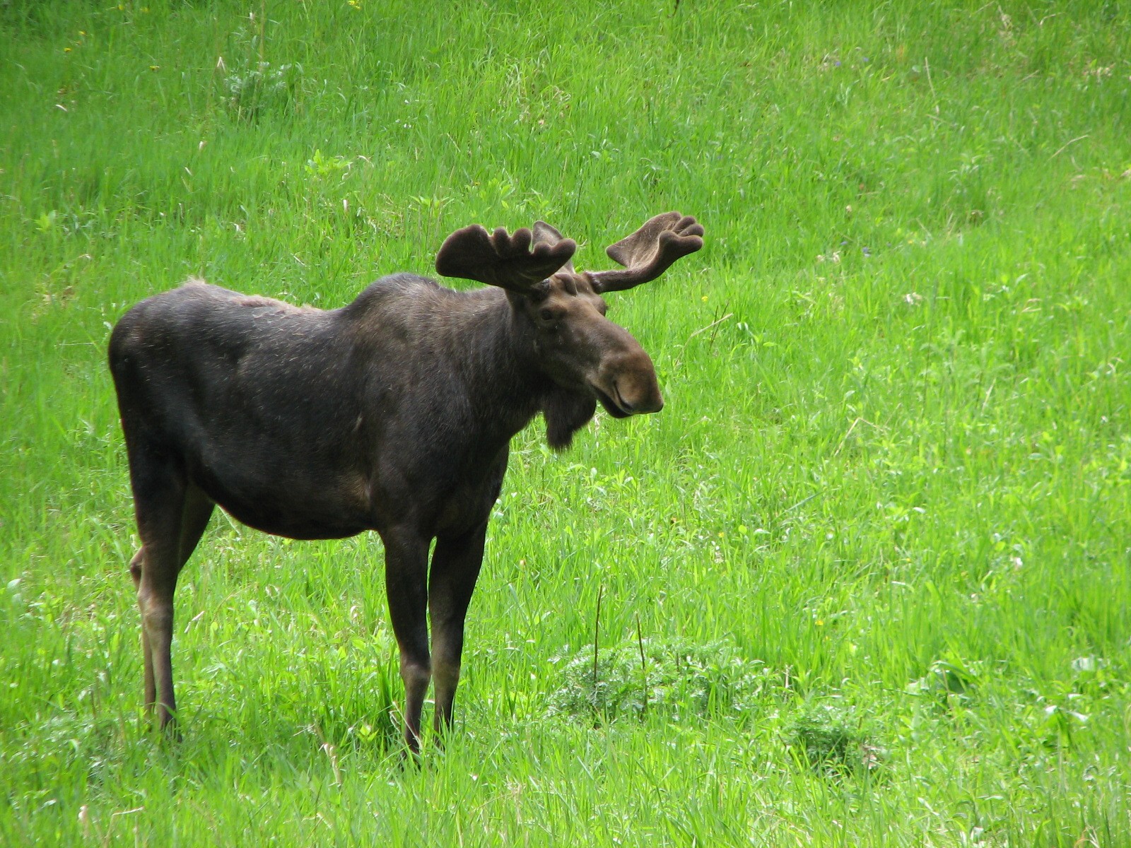Northern Trail - Moose
