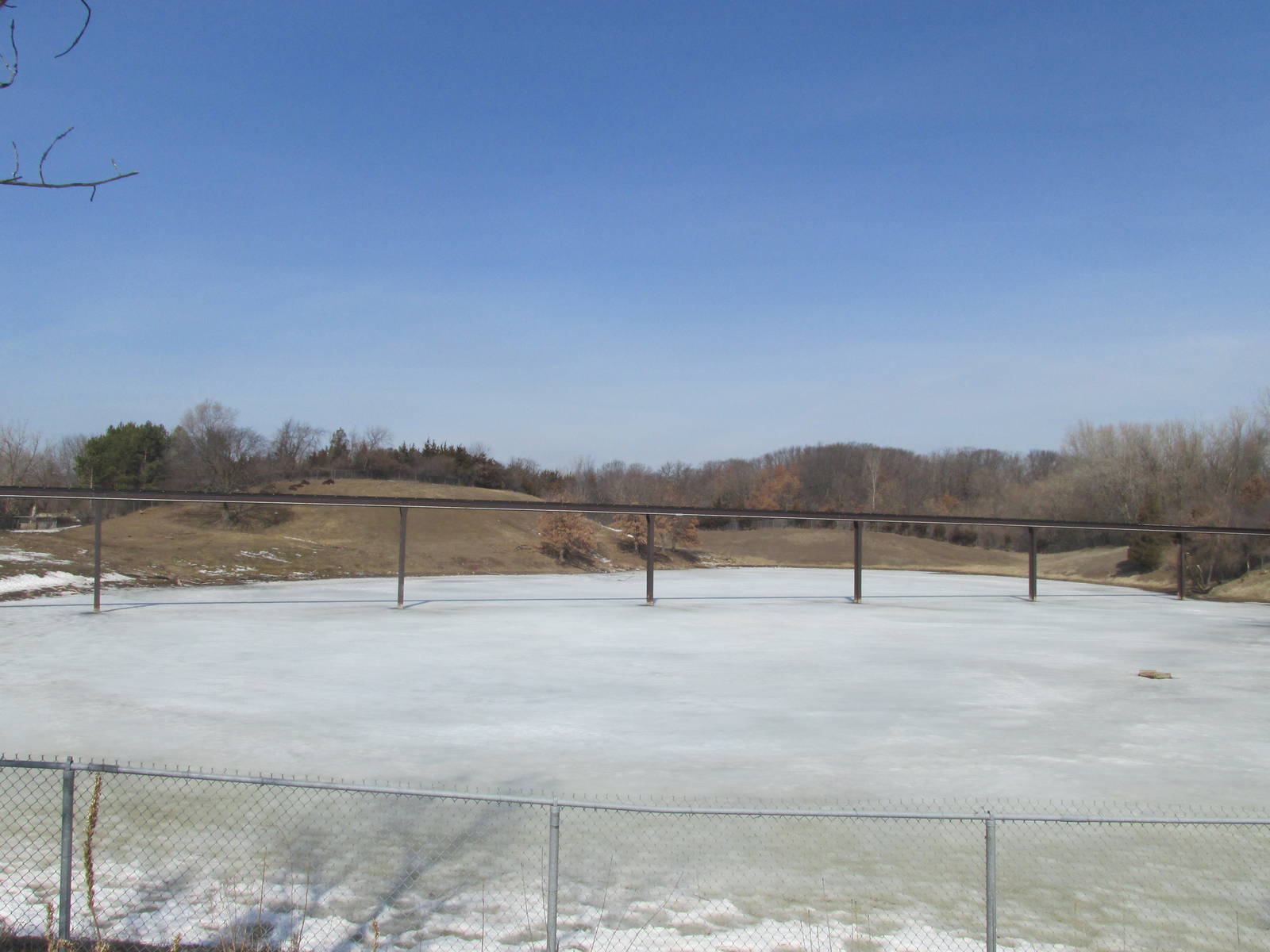 Northern Trail Musk Ox Exhibit
