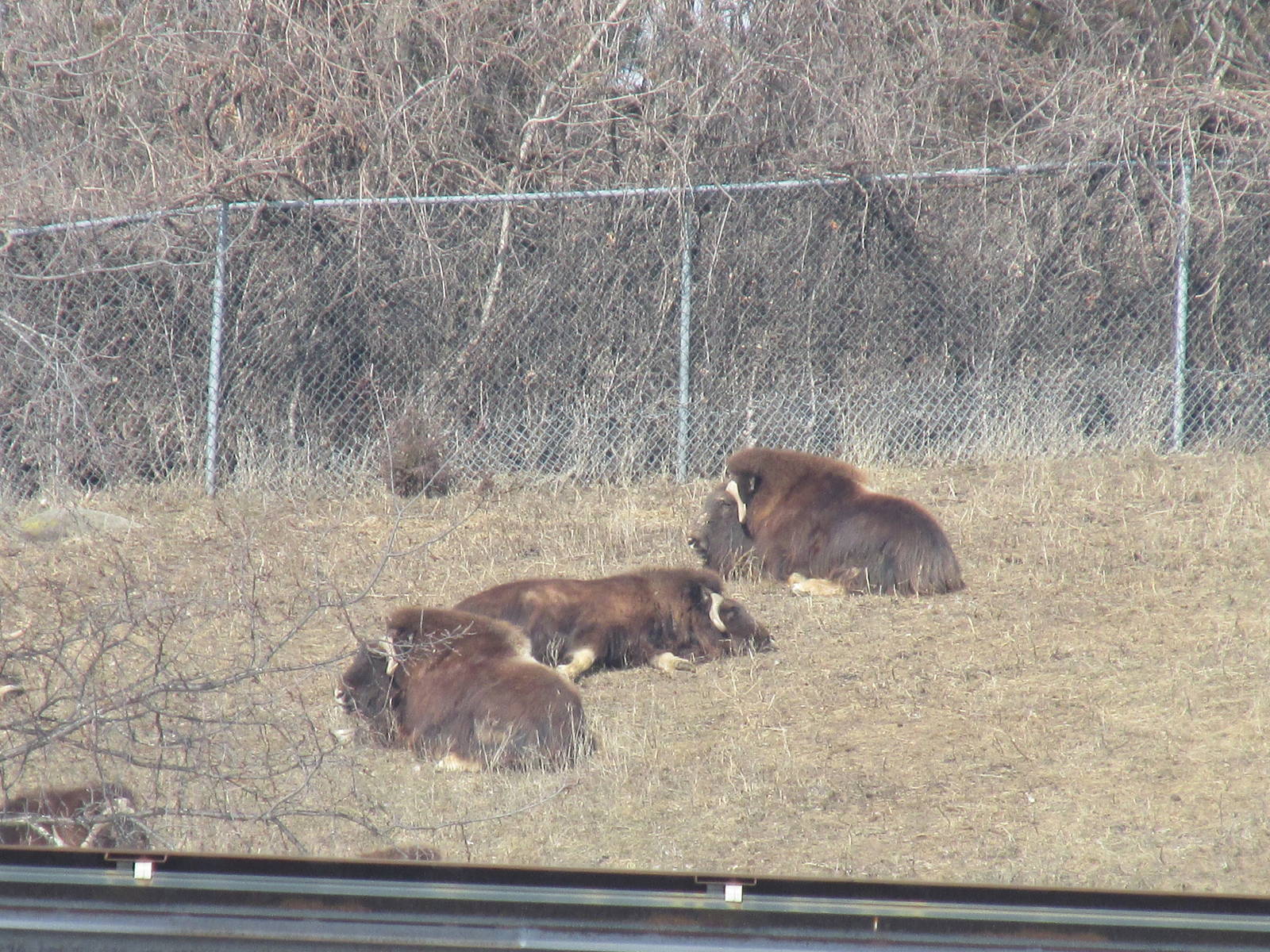 Northern Trail Musk Ox