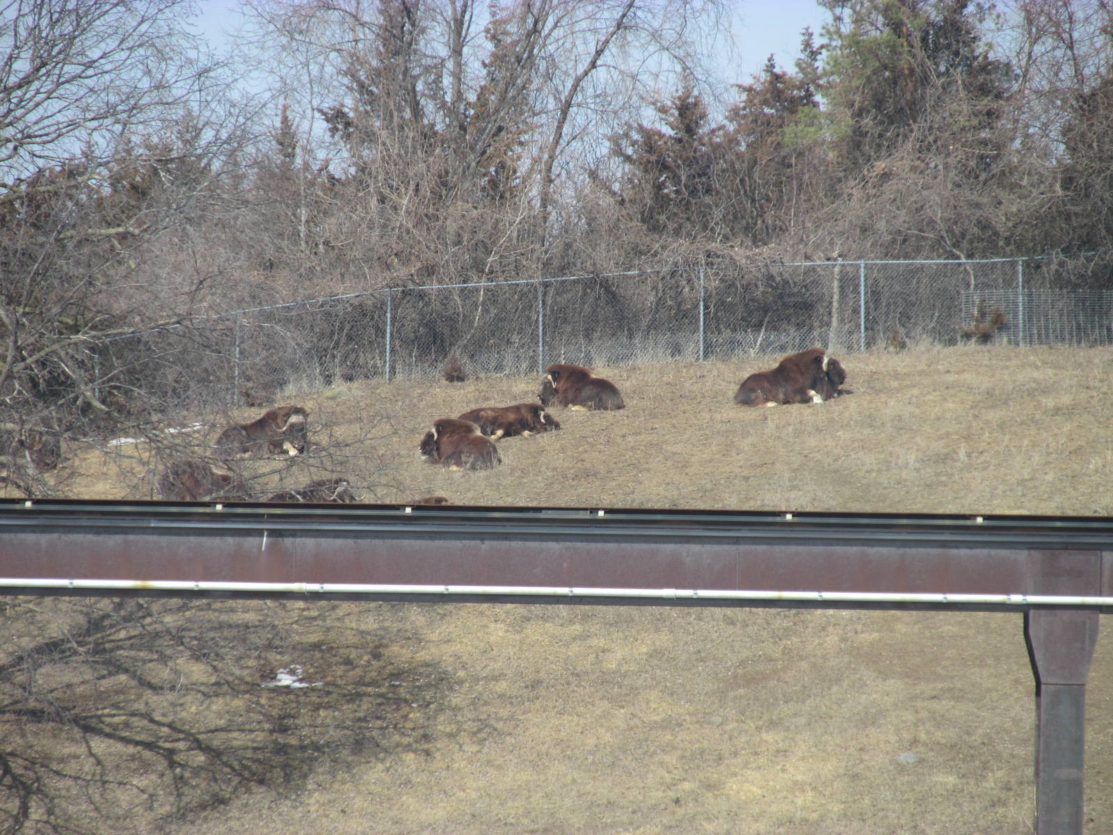Northern Trail Musk Ox