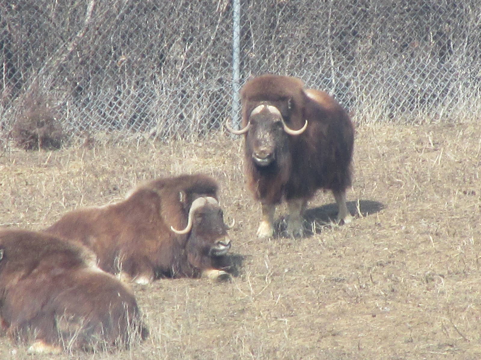 Northern Trail Musk Ox