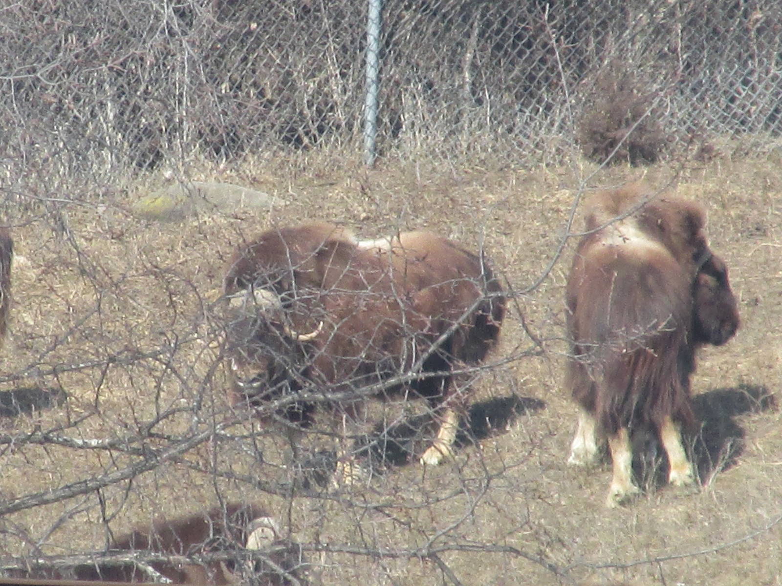 Northern Trail Musk Ox