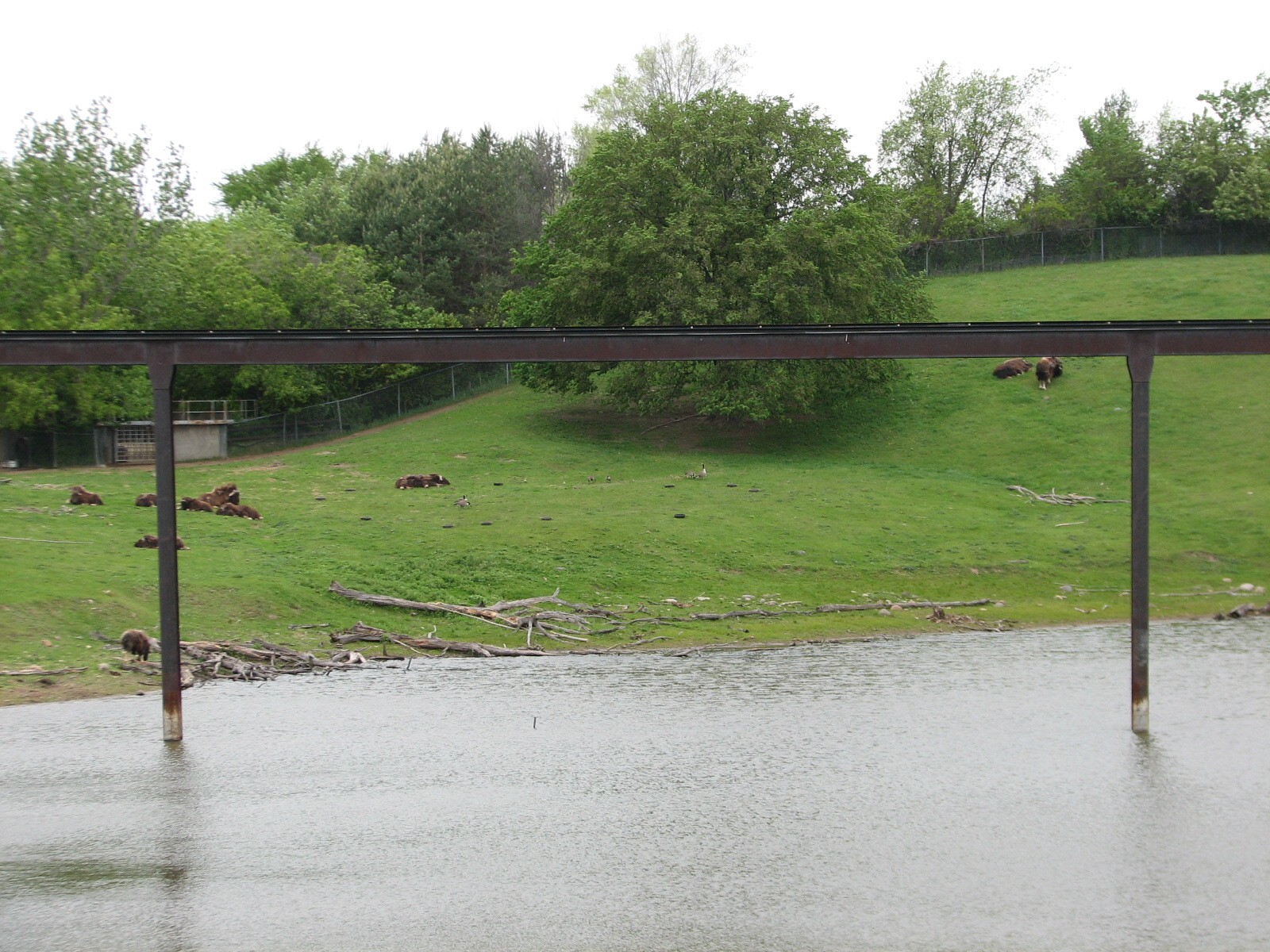 Northern Trail - Muskox Exhibit