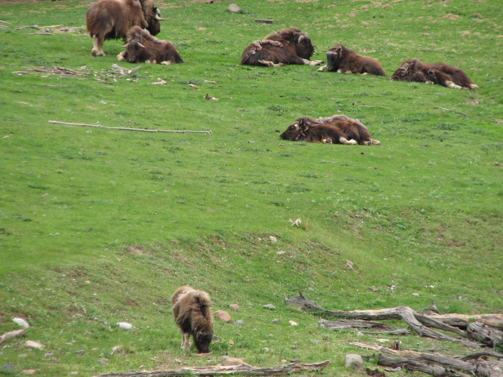 Northern Trail - Muskox Exhibit