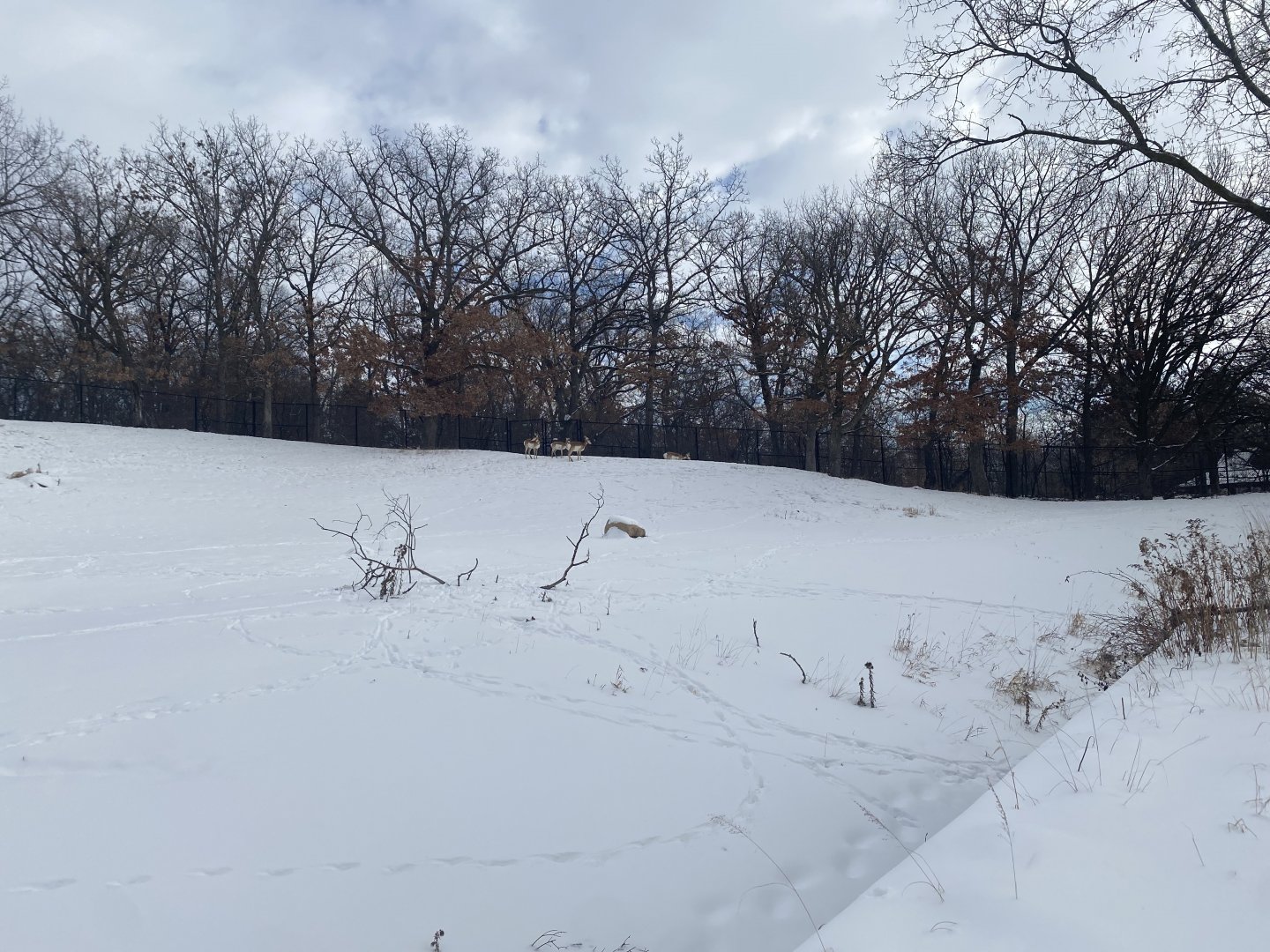 Northern Trail - Plains Pronghorn Exhibit