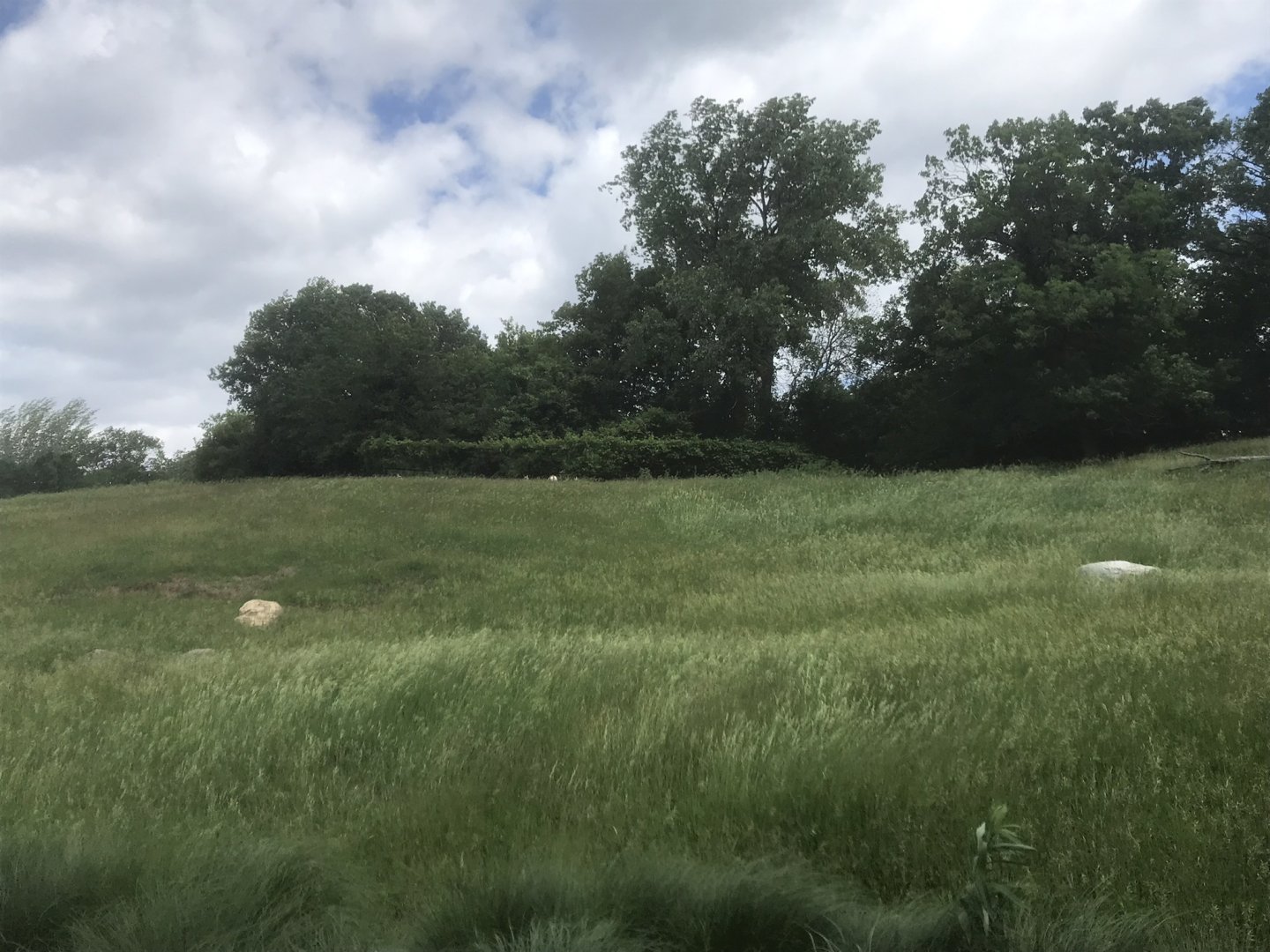 Northern Trail - Plains Pronghorn Exhibit