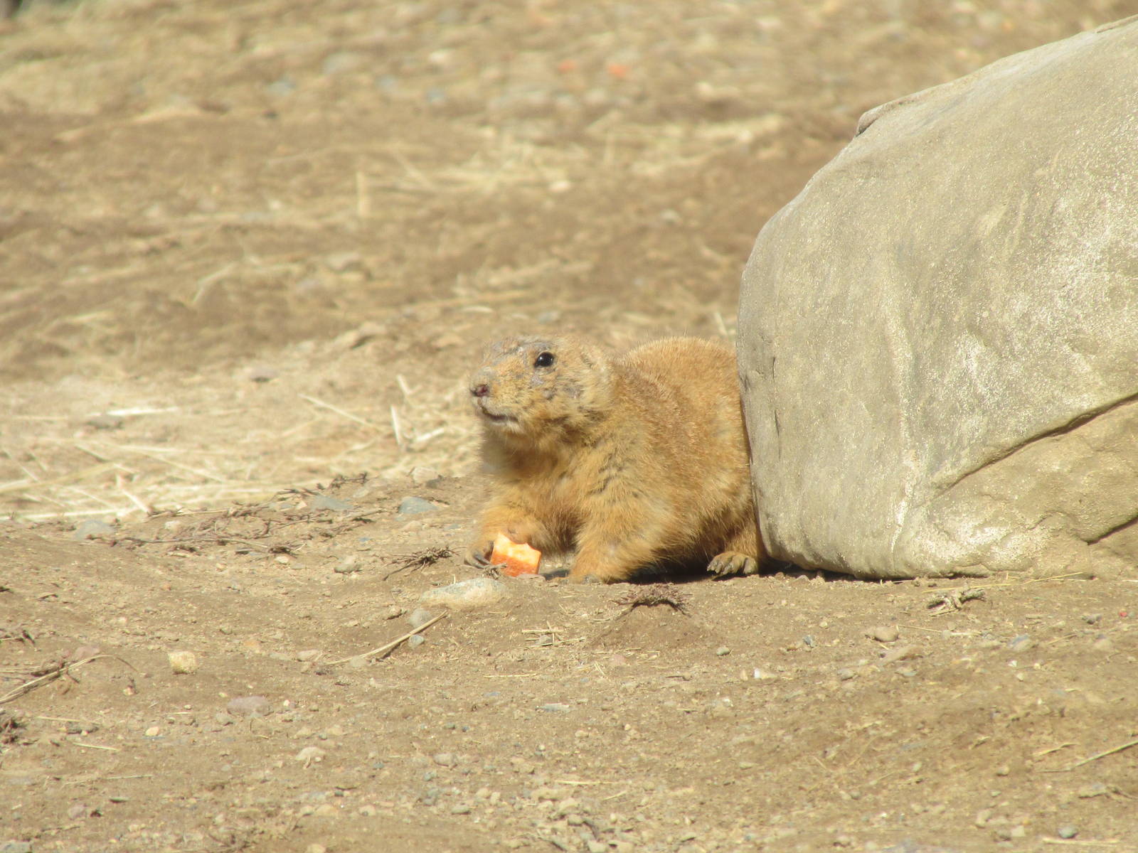 Northern Trail Praire Dog