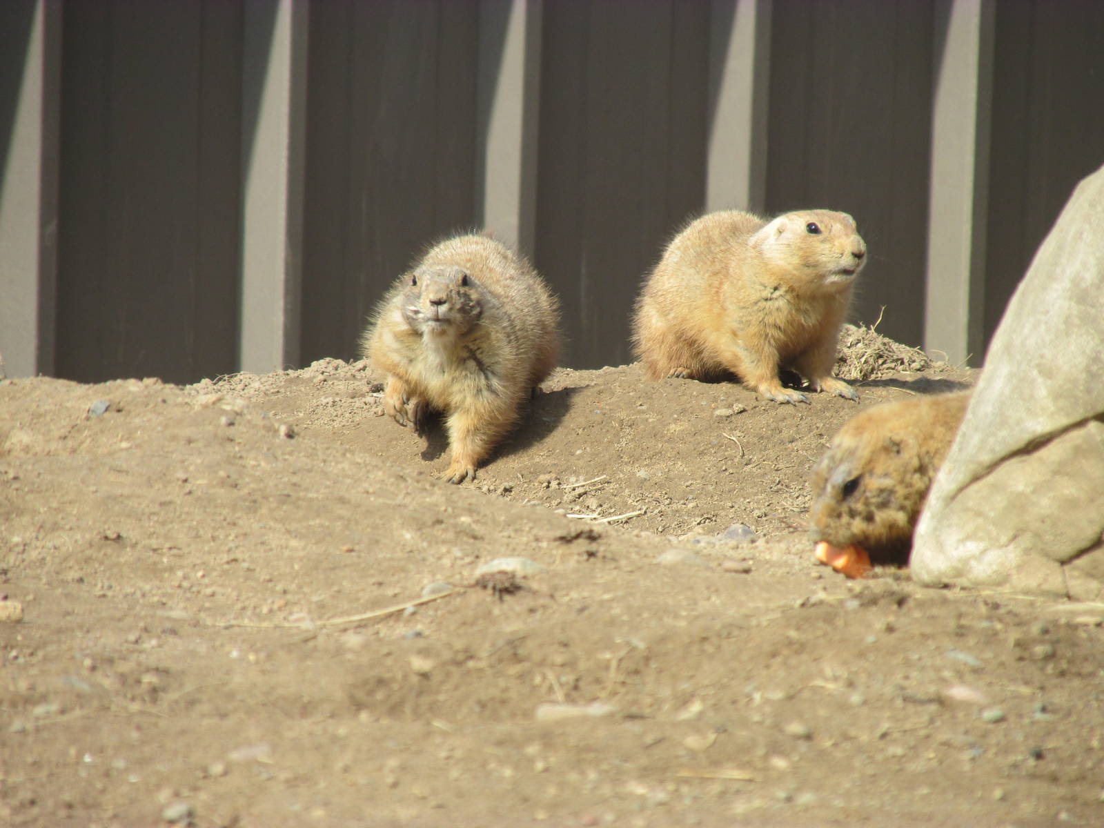 Northern Trail Praire Dog