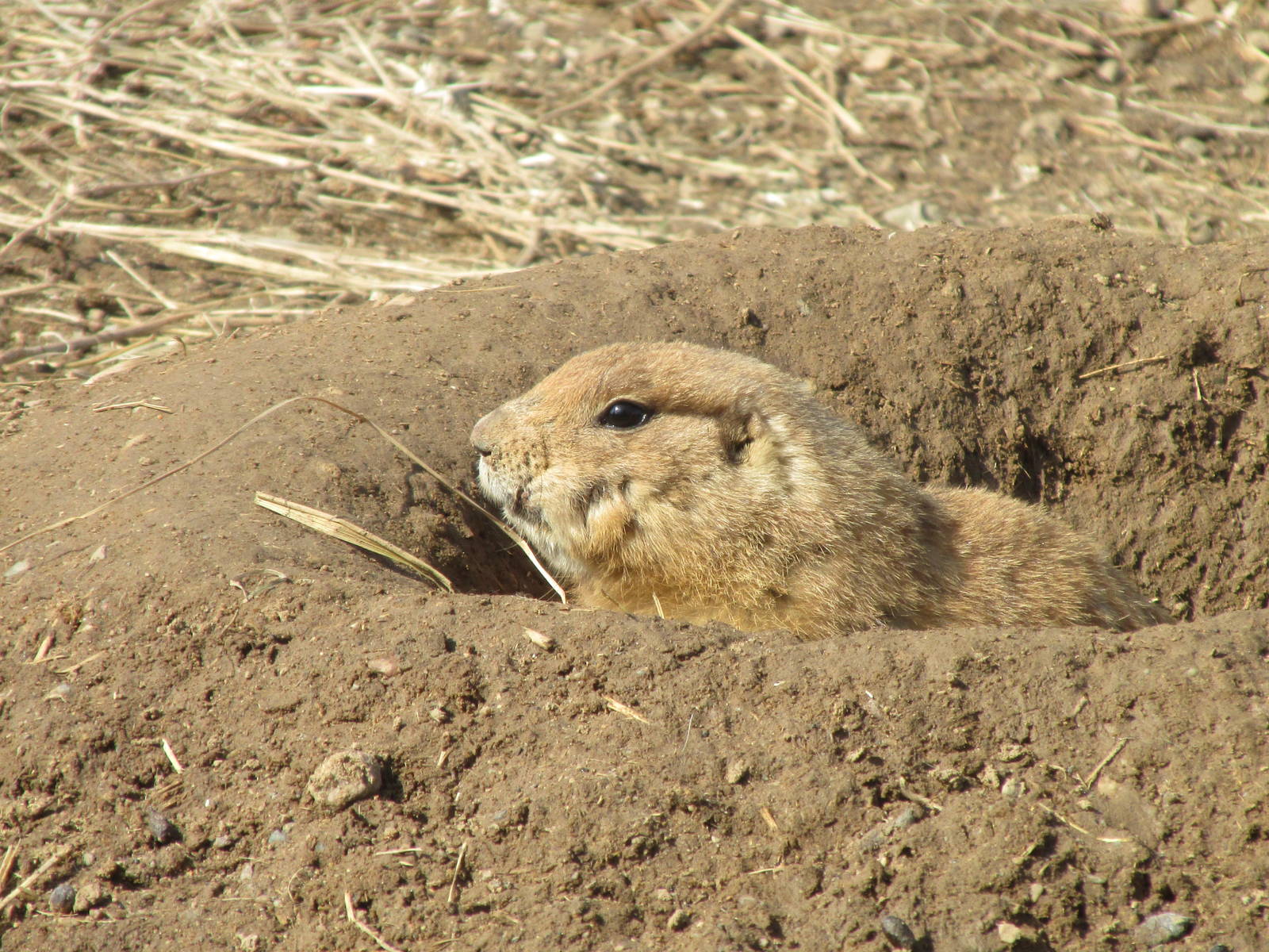 Northern Trail Praire Dog